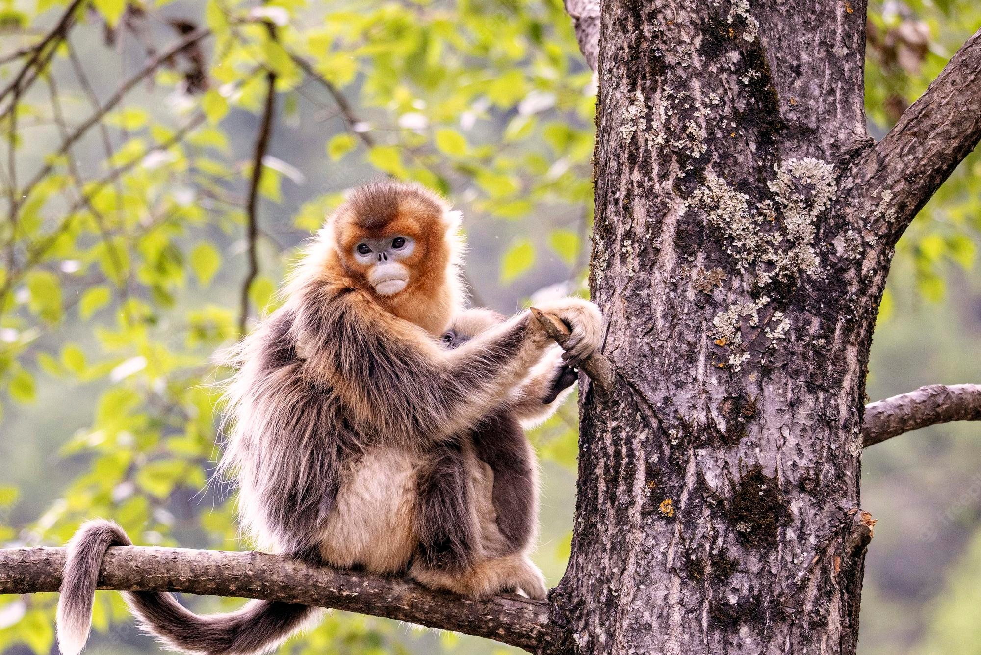 Golden Snub-Nosed Monkey Wallpapers