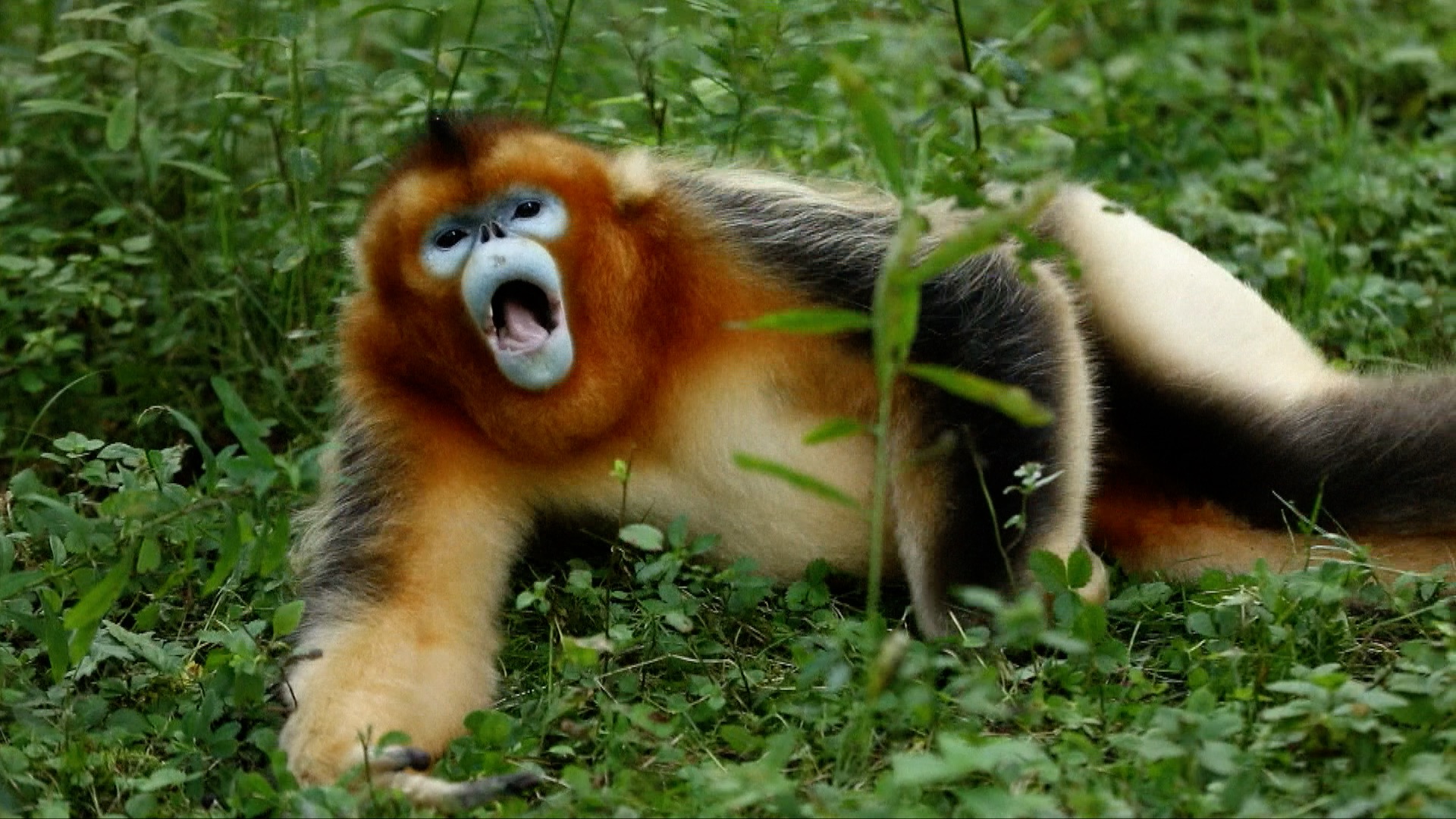 Golden Snub-Nosed Monkey Wallpapers