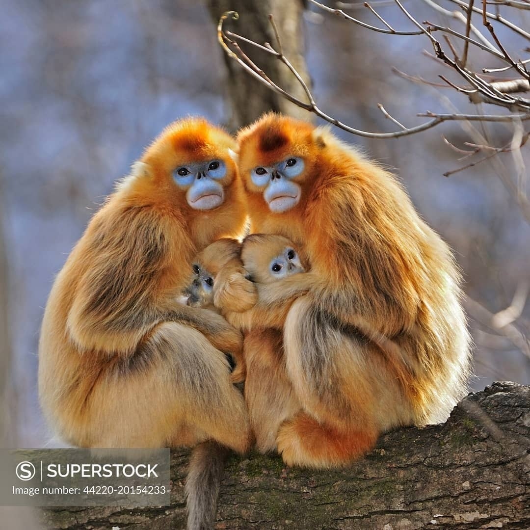 Golden Snub-Nosed Monkey Wallpapers