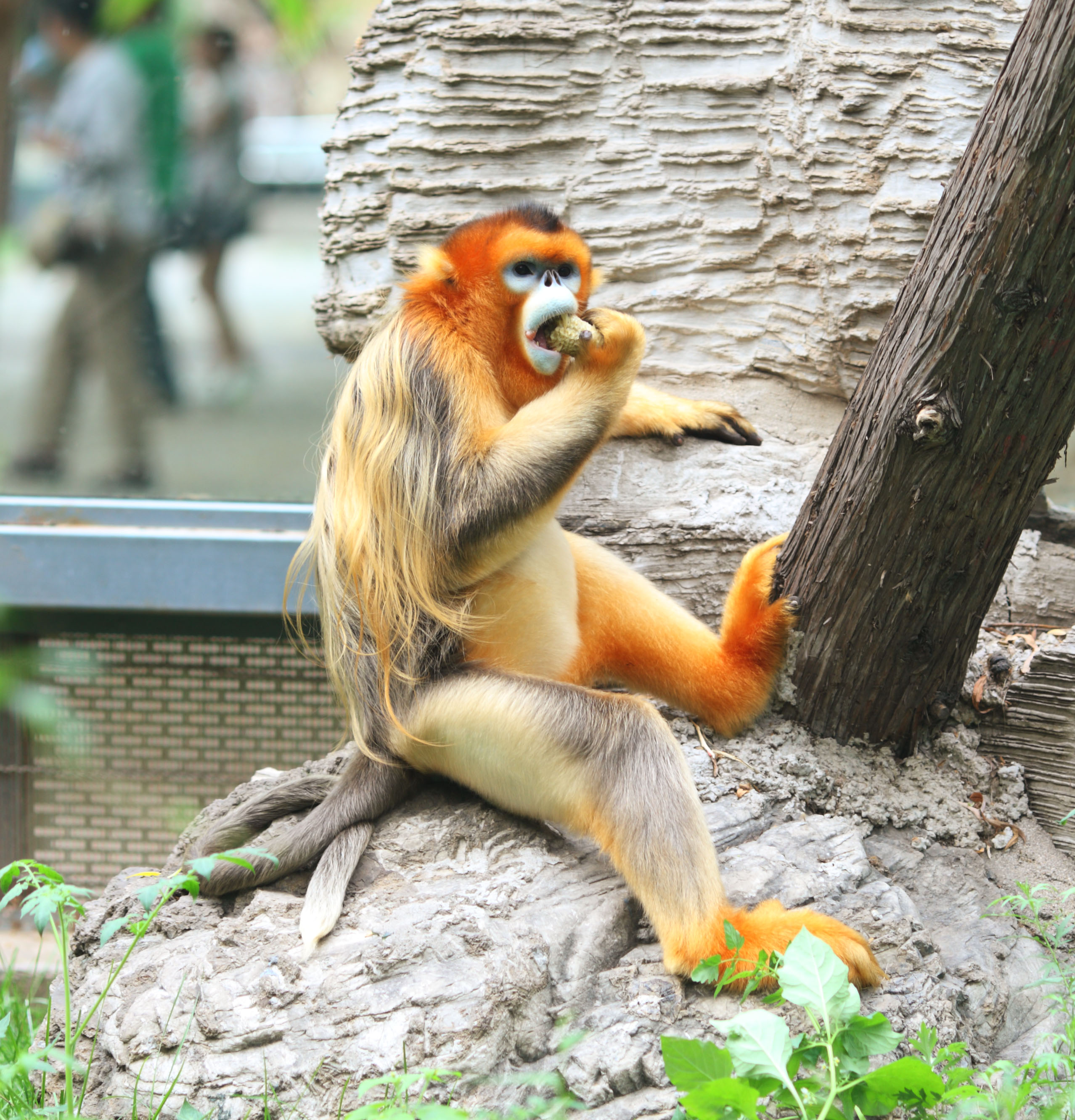 Golden Snub-Nosed Monkey Wallpapers