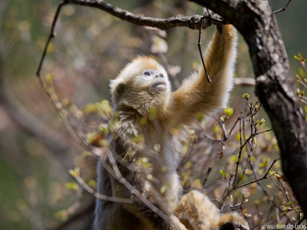 Golden Snub-Nosed Monkey Wallpapers