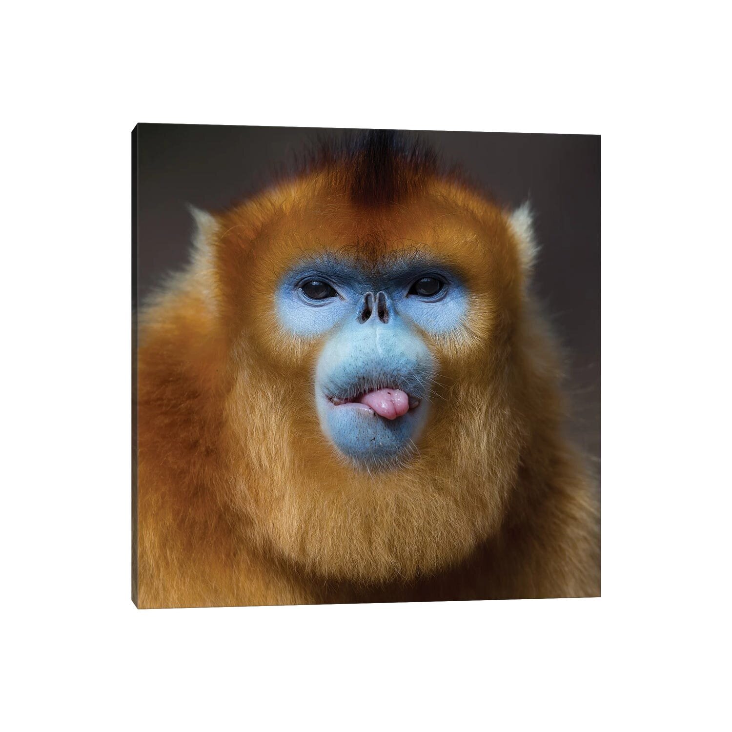 Golden Snub-Nosed Monkey Wallpapers