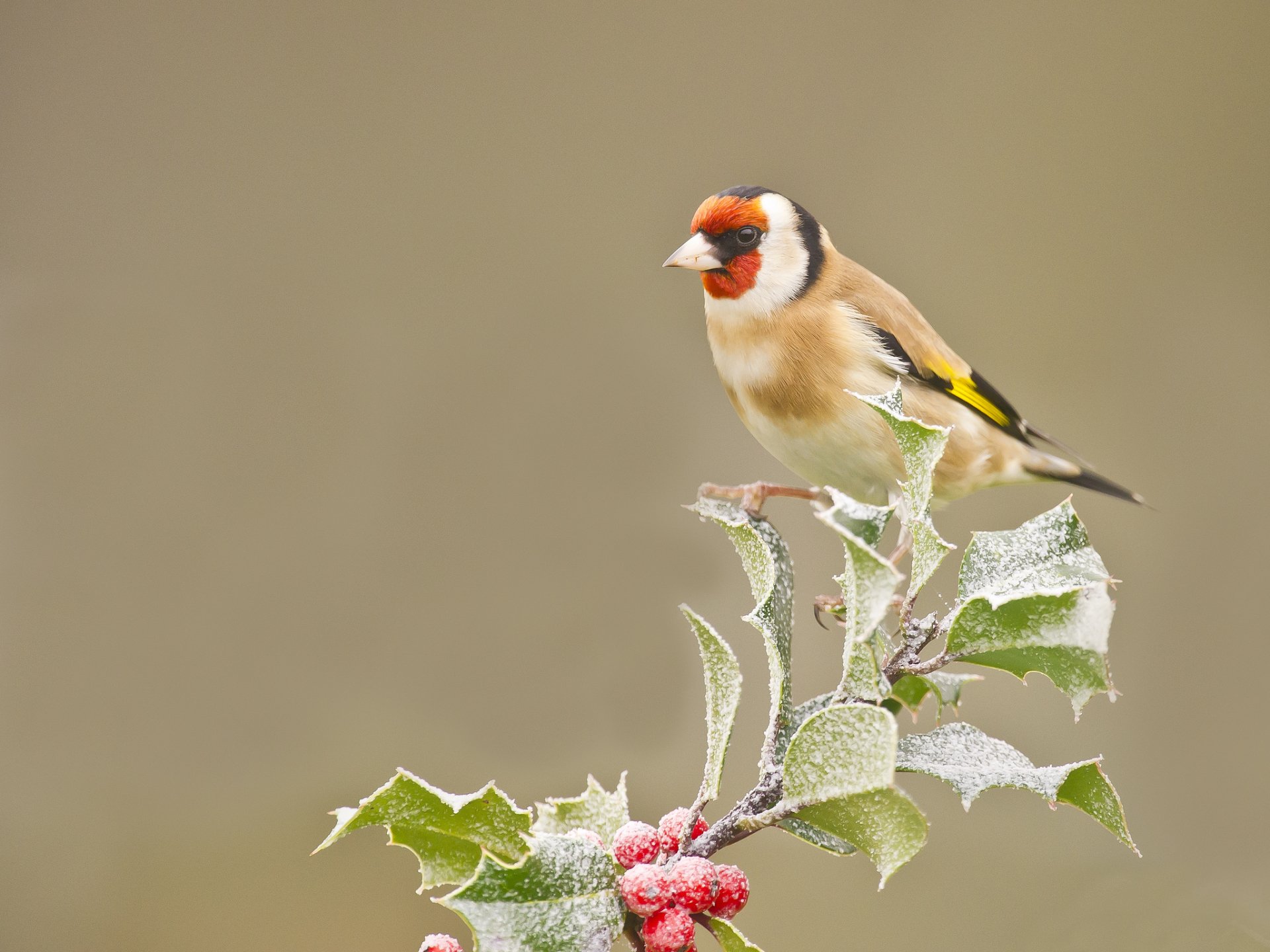 Goldfinch Wallpapers