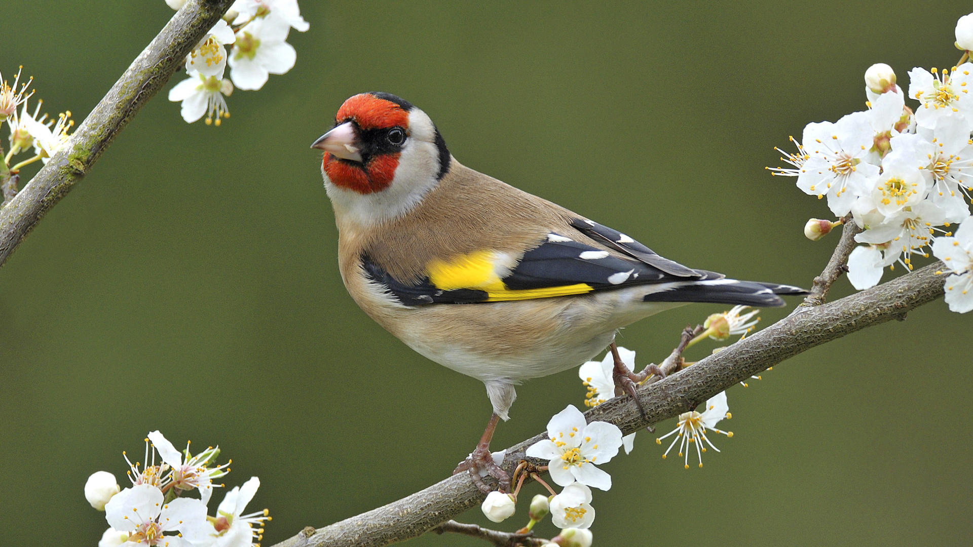 Goldfinch Wallpapers