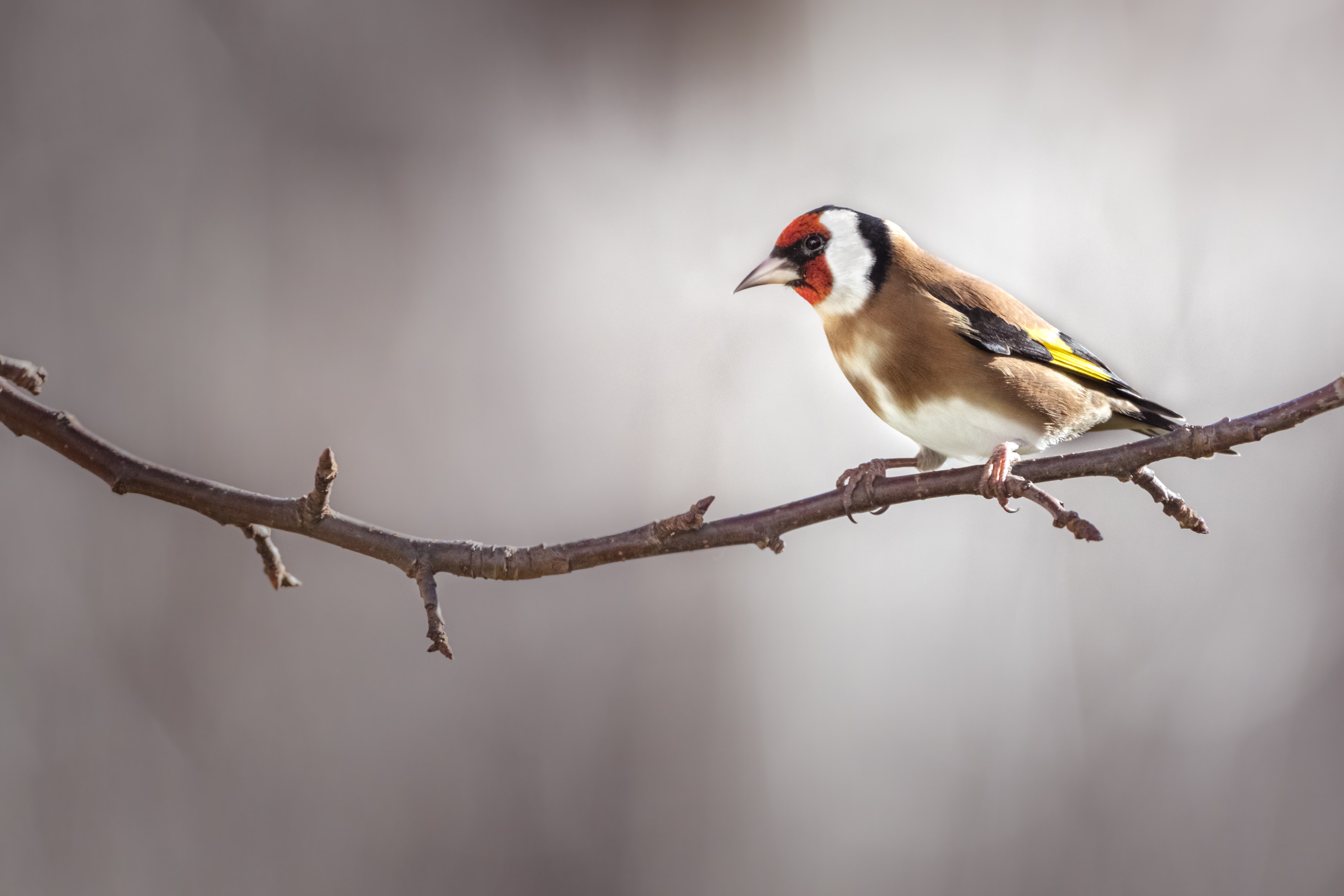 Goldfinch Wallpapers