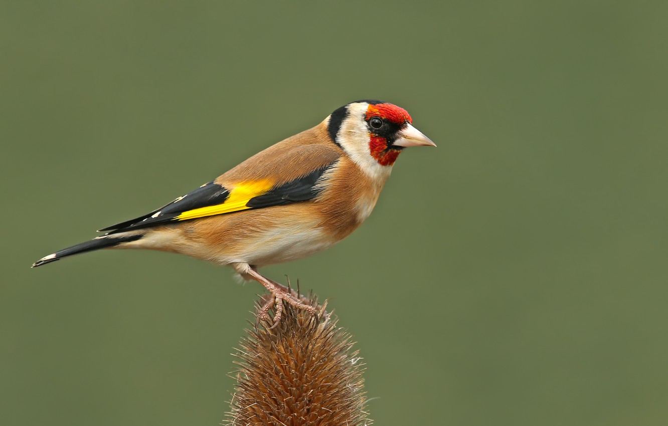 Goldfinch Wallpapers