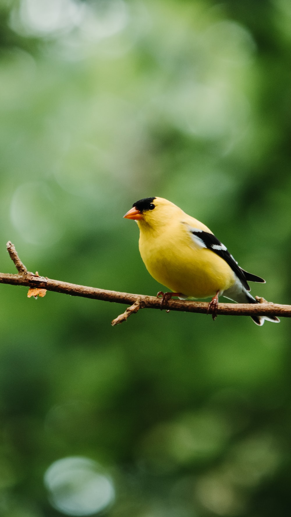 Goldfinch Wallpapers