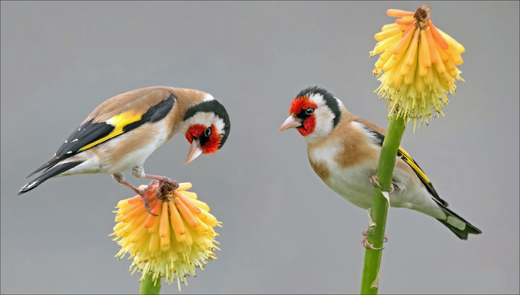 Goldfinch Wallpapers