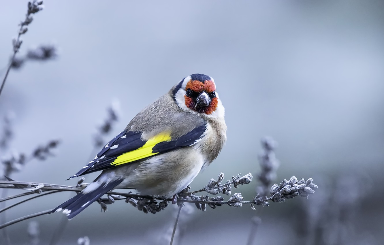 Goldfinch Wallpapers