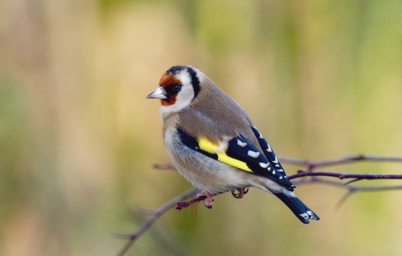 Goldfinch Wallpapers