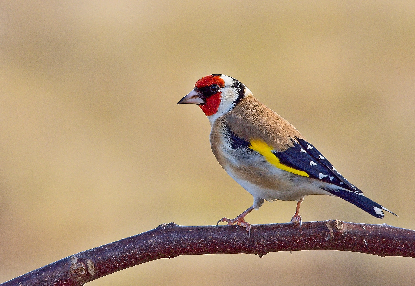 Goldfinch Wallpapers