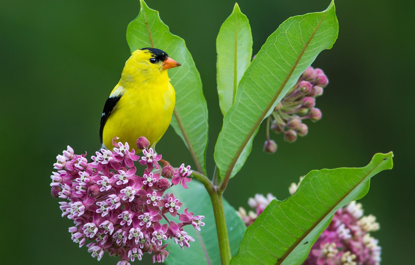 Goldfinch Wallpapers