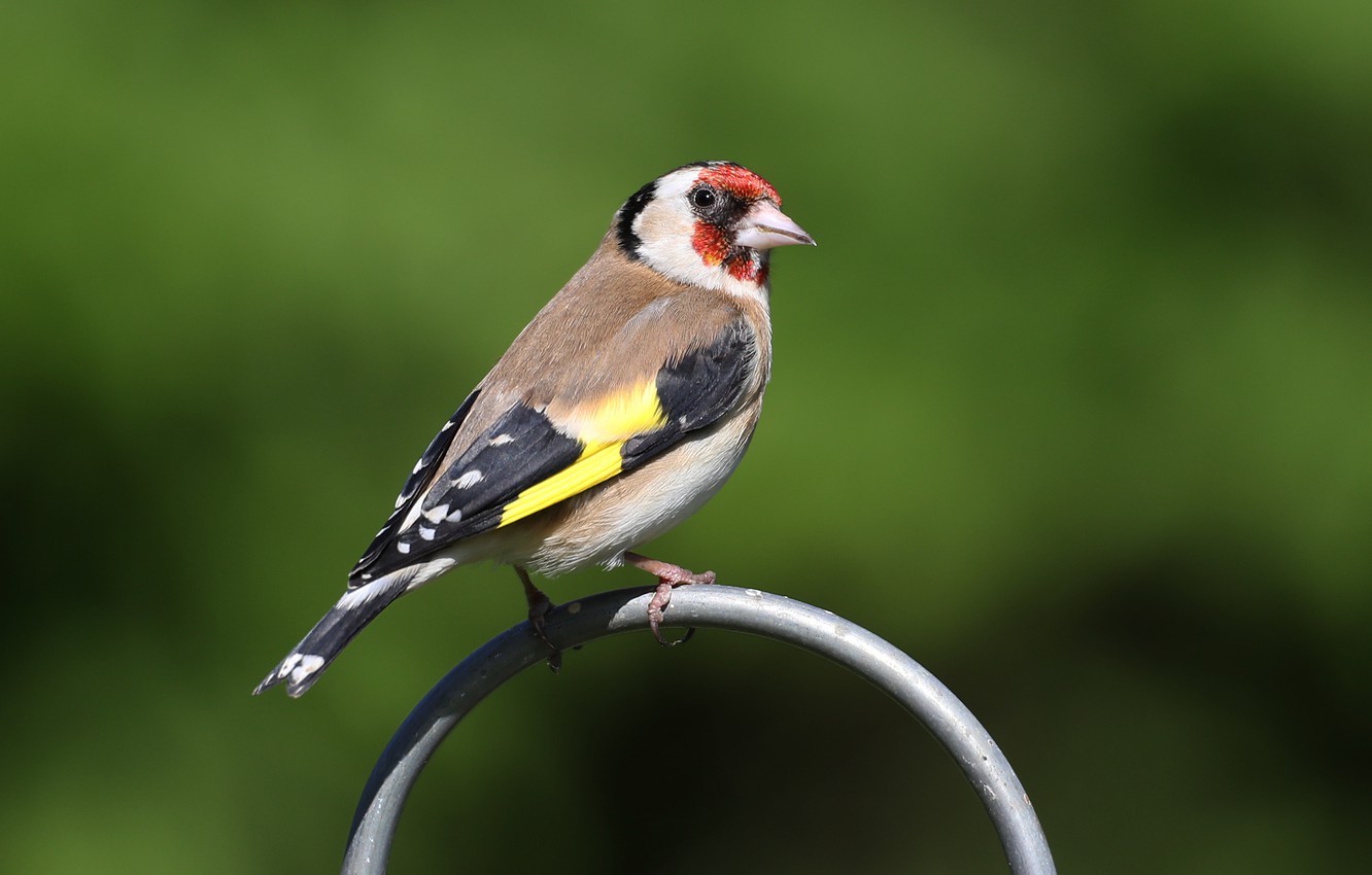 Goldfinch Wallpapers