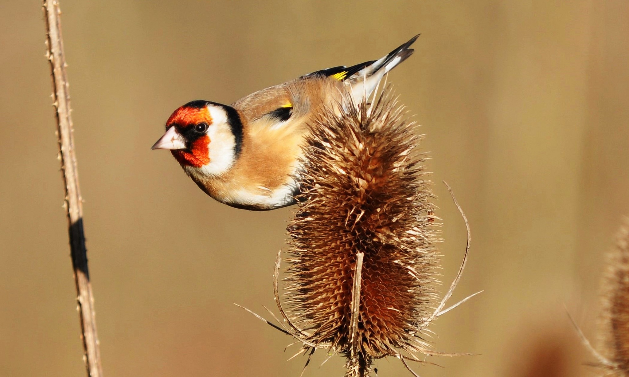 Goldfinch Wallpapers