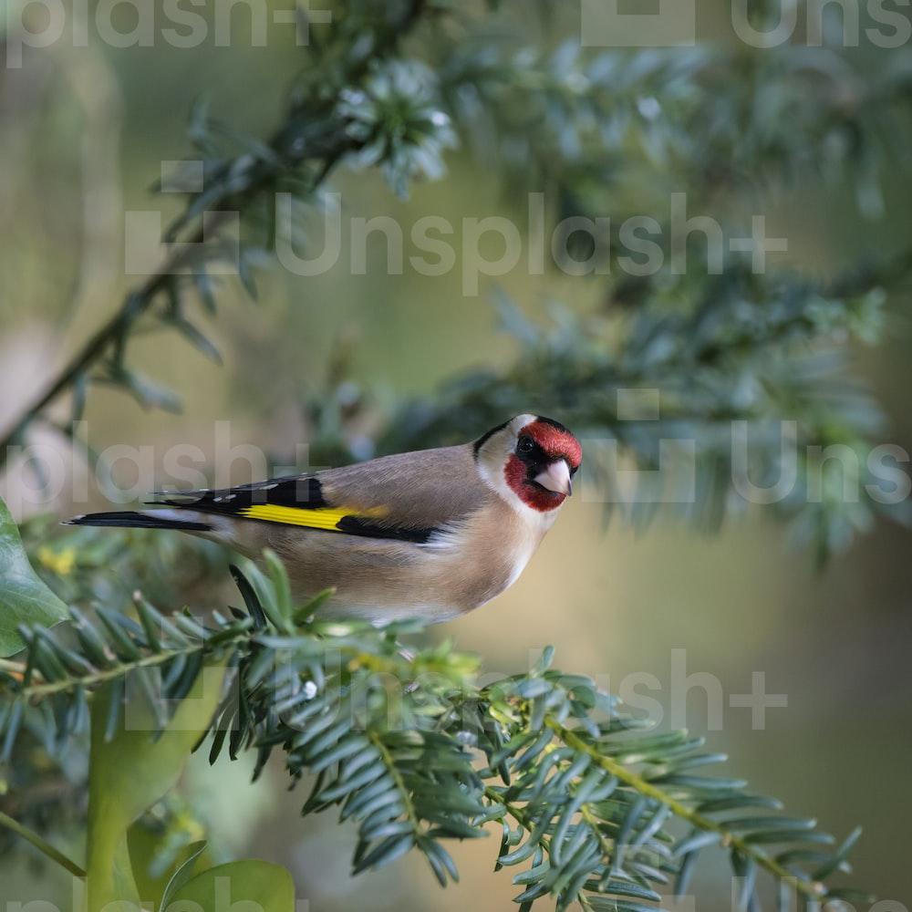 Goldfinch Wallpapers