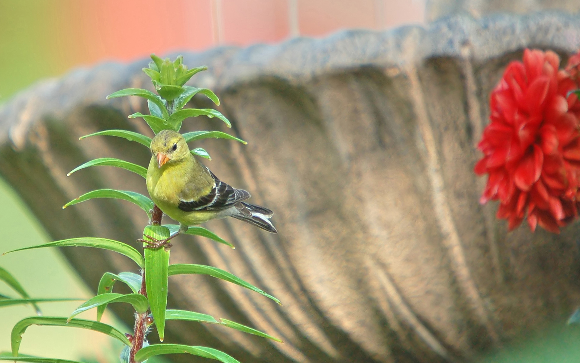 Goldfinch Wallpapers