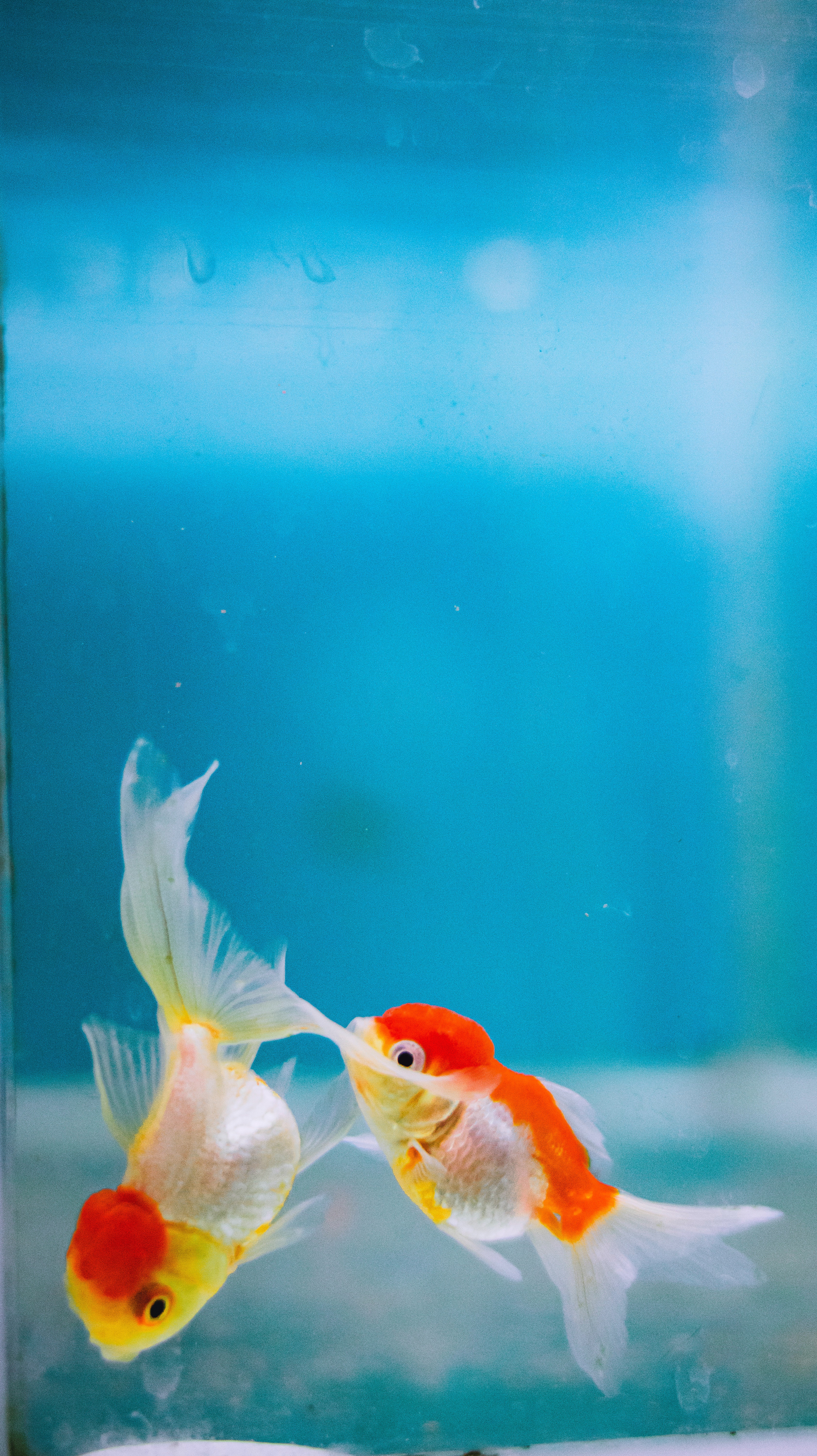 Goldfish Wallpapers