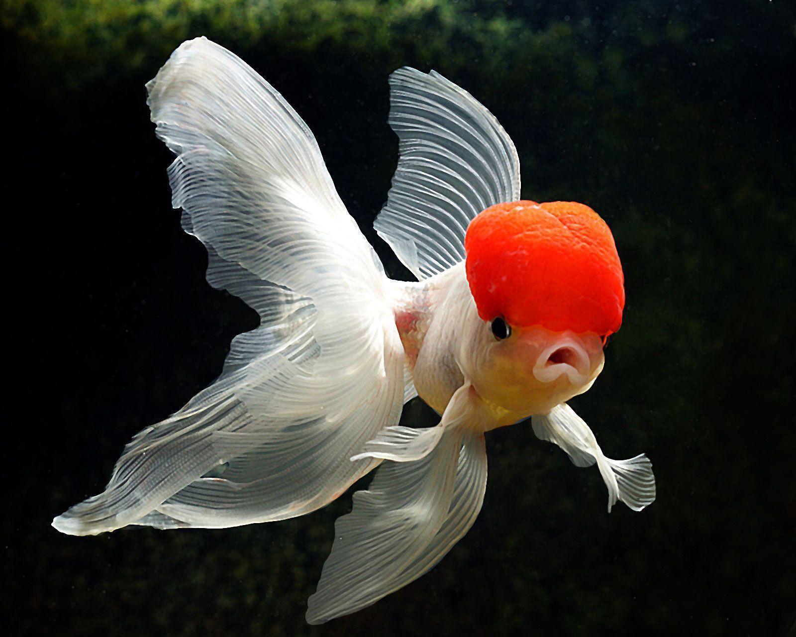 Goldfish Wallpapers