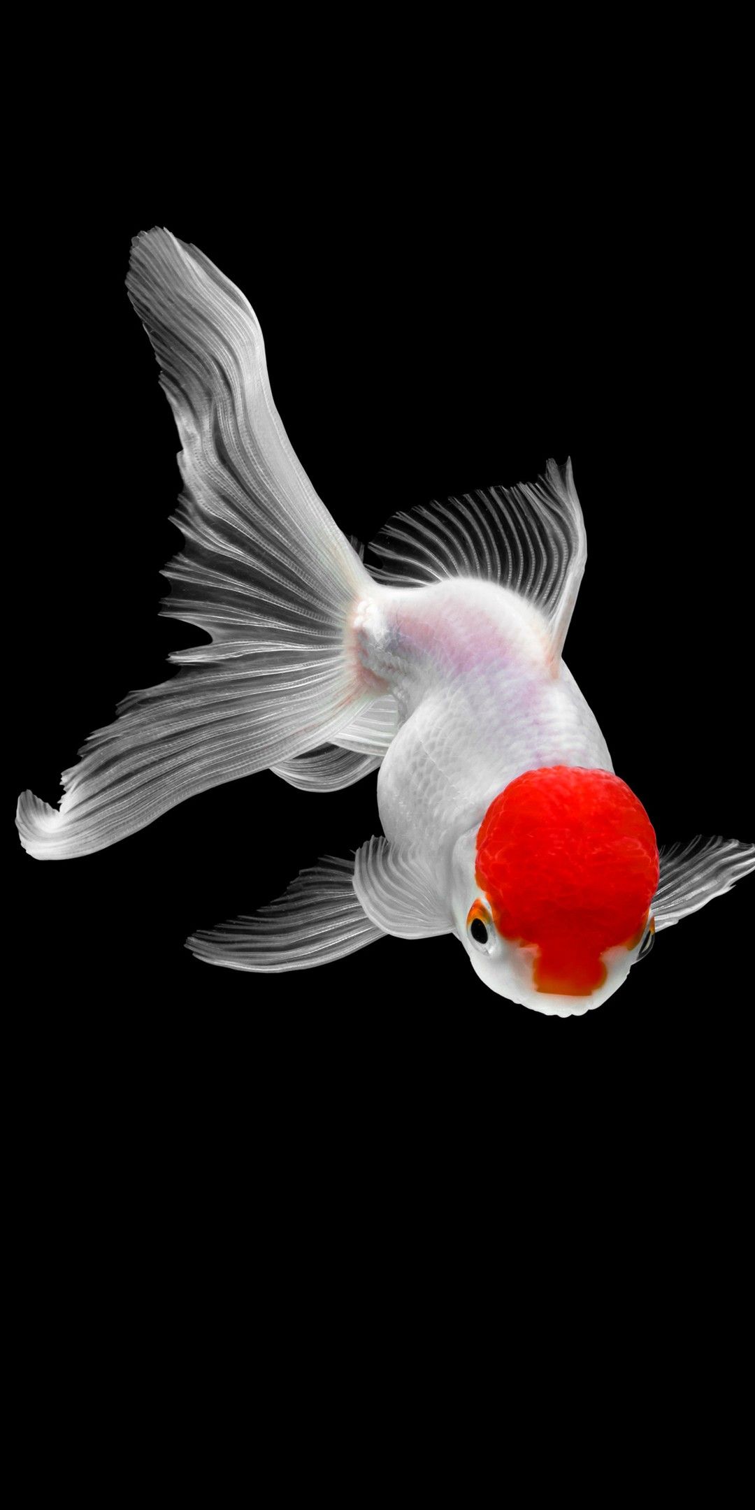 Goldfish Wallpapers