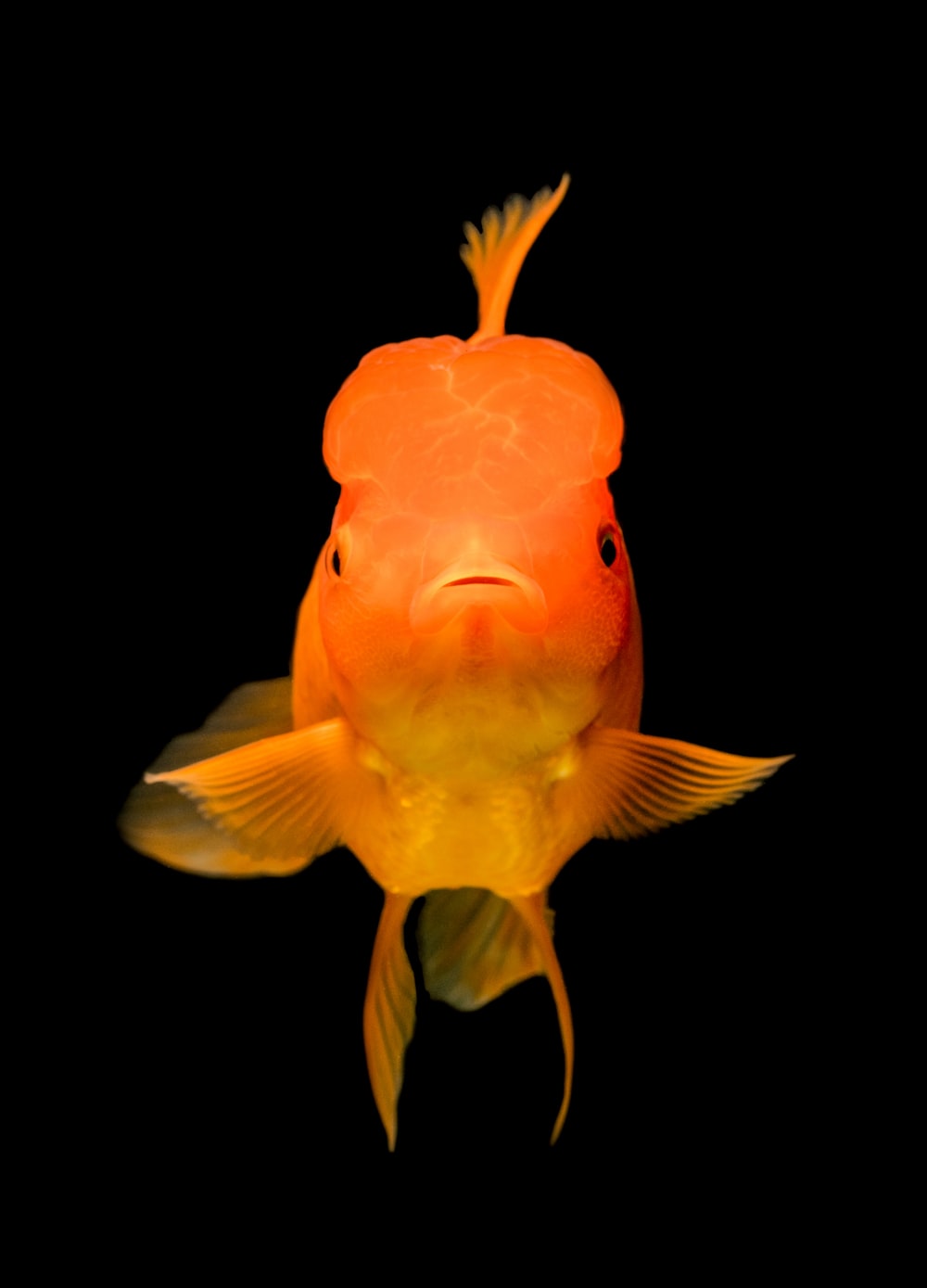 Goldfish Wallpapers