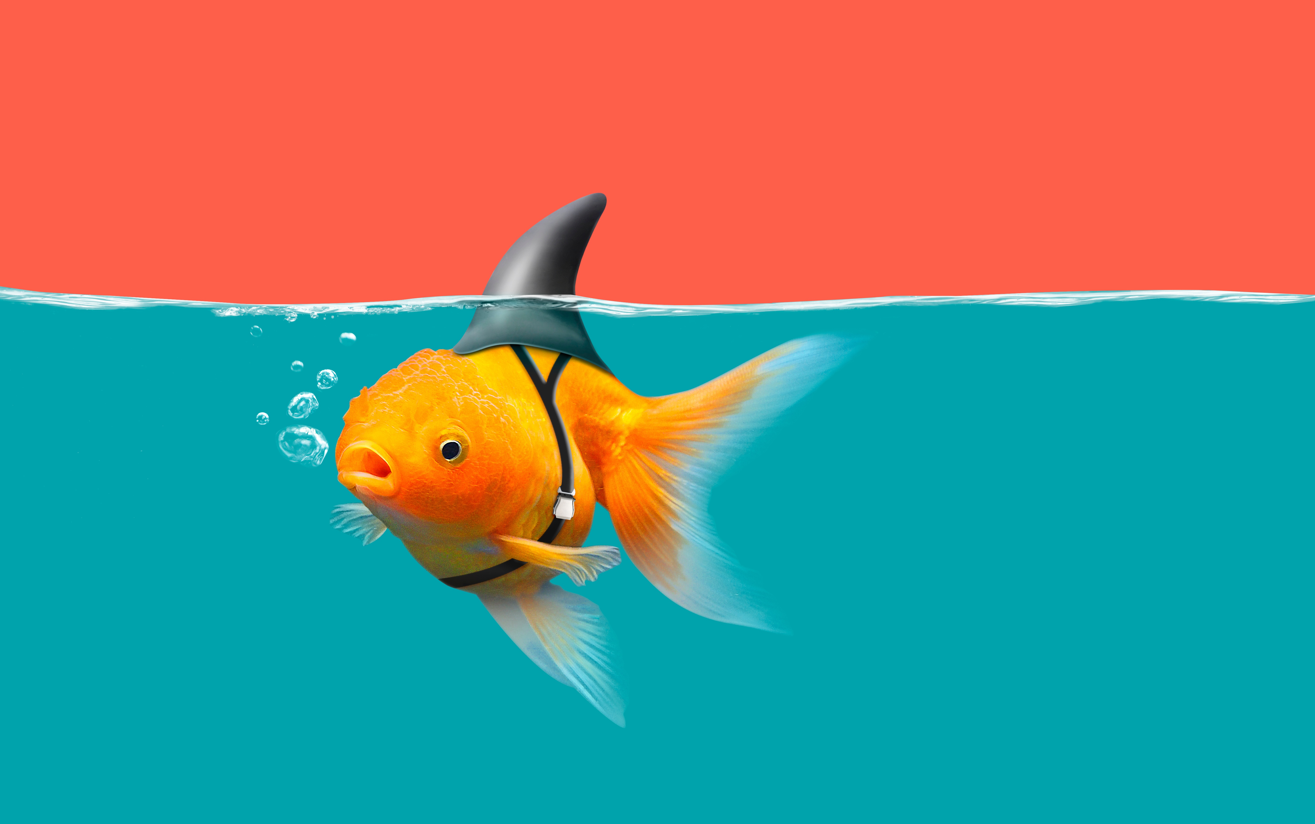 Goldfish Wallpapers