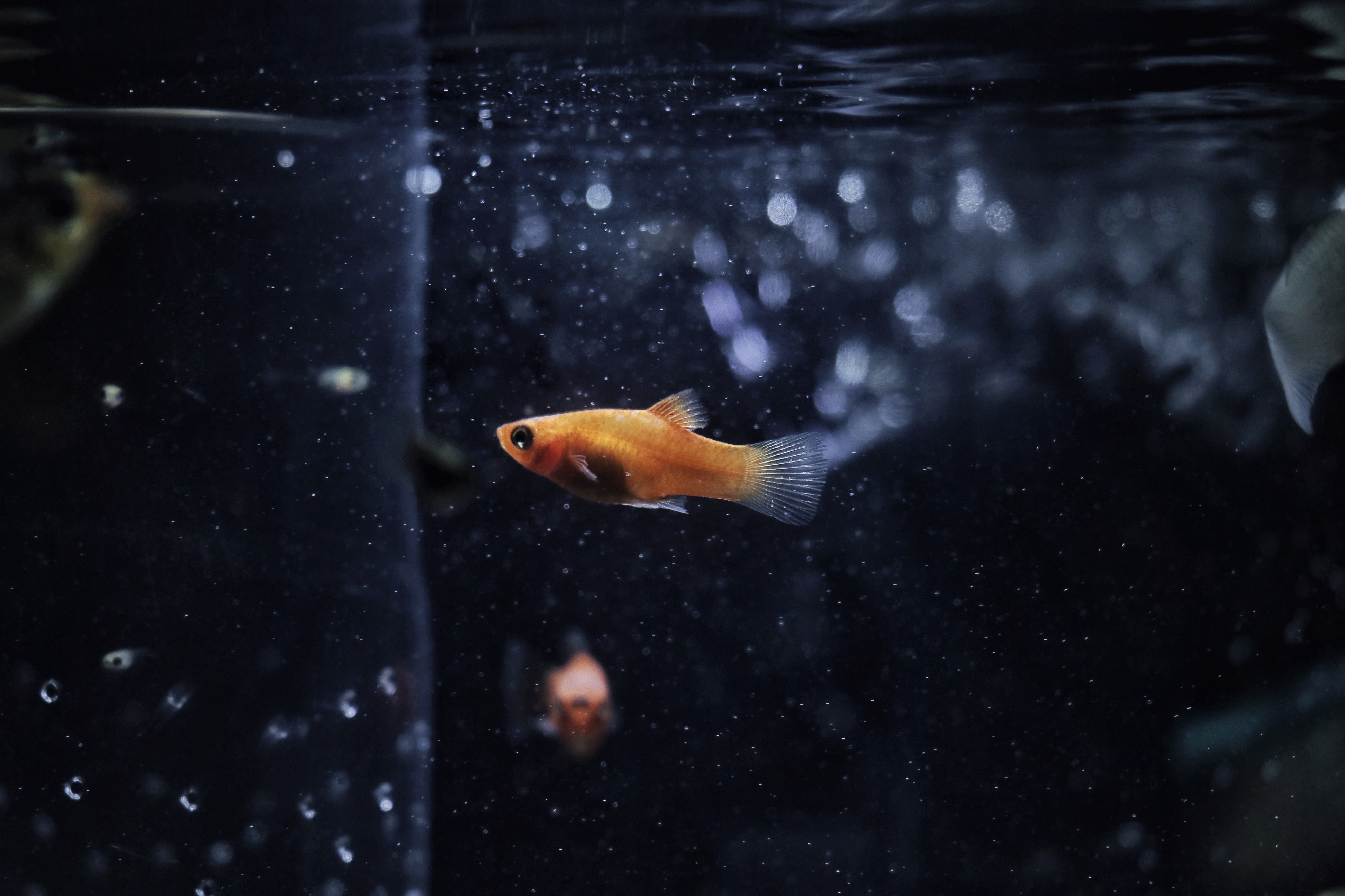 Goldfish Wallpapers