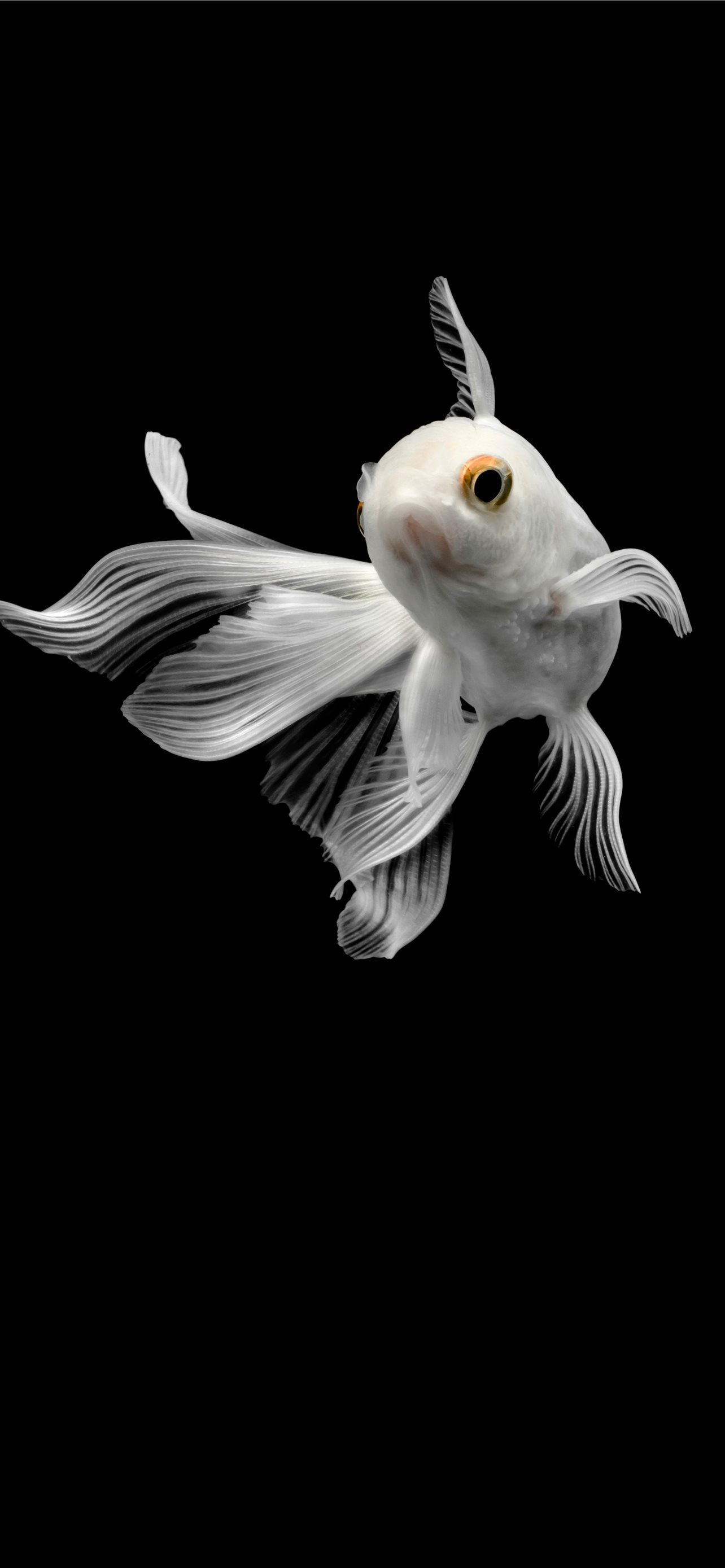 Goldfish Wallpapers