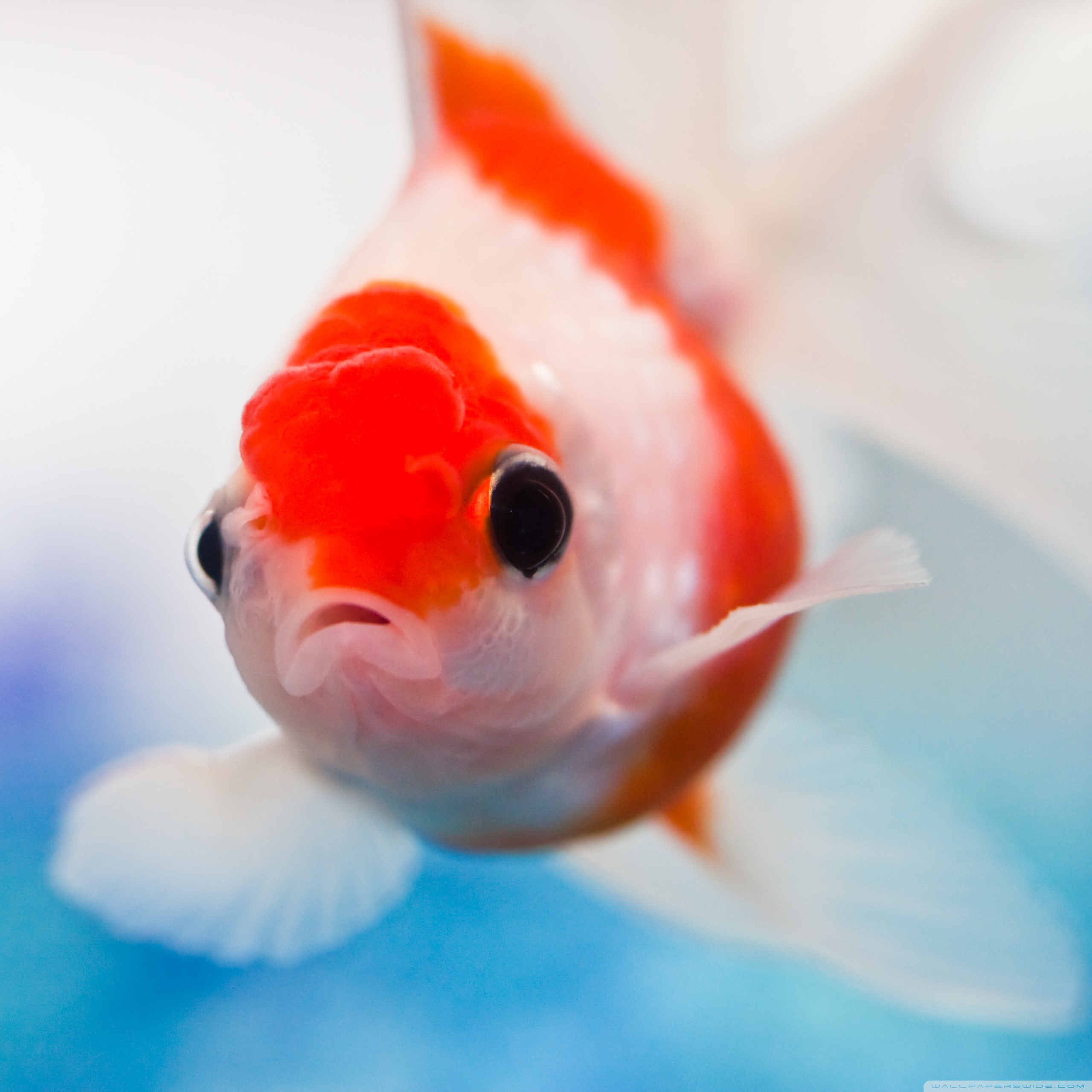 Goldfish Wallpapers