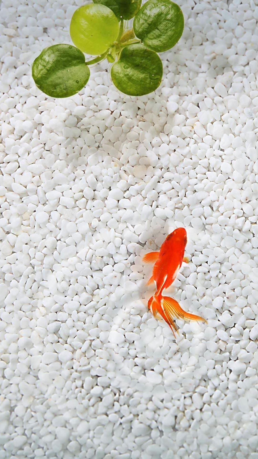 Goldfish Wallpapers