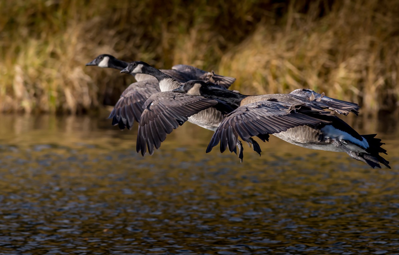 Goose Wallpapers