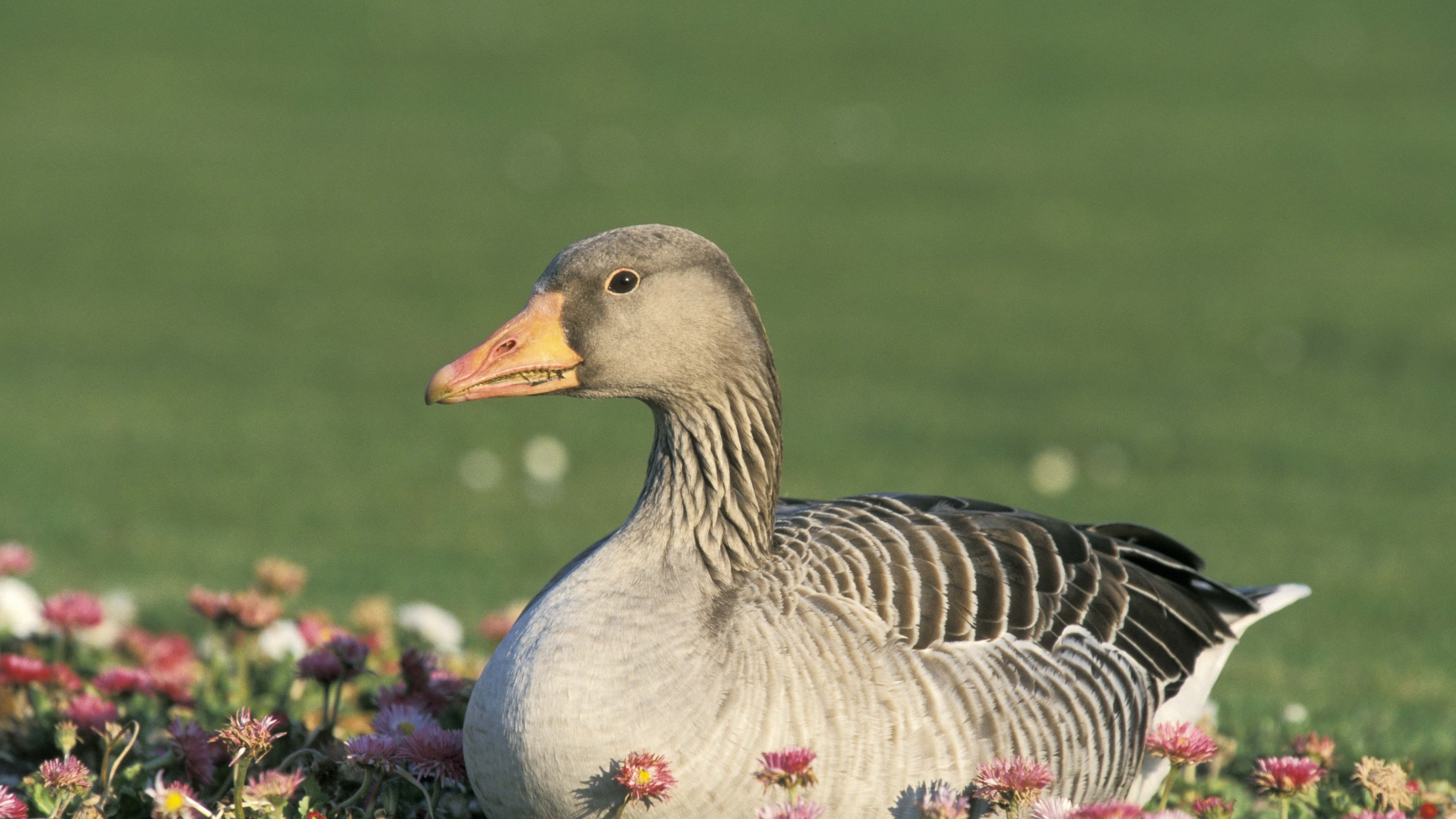 Goose Wallpapers