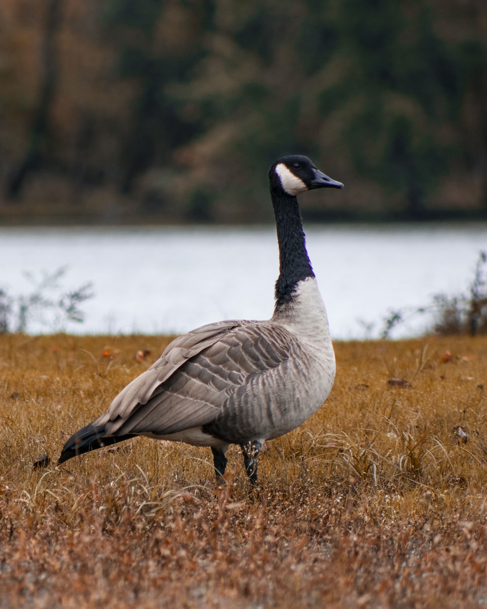 Goose Wallpapers