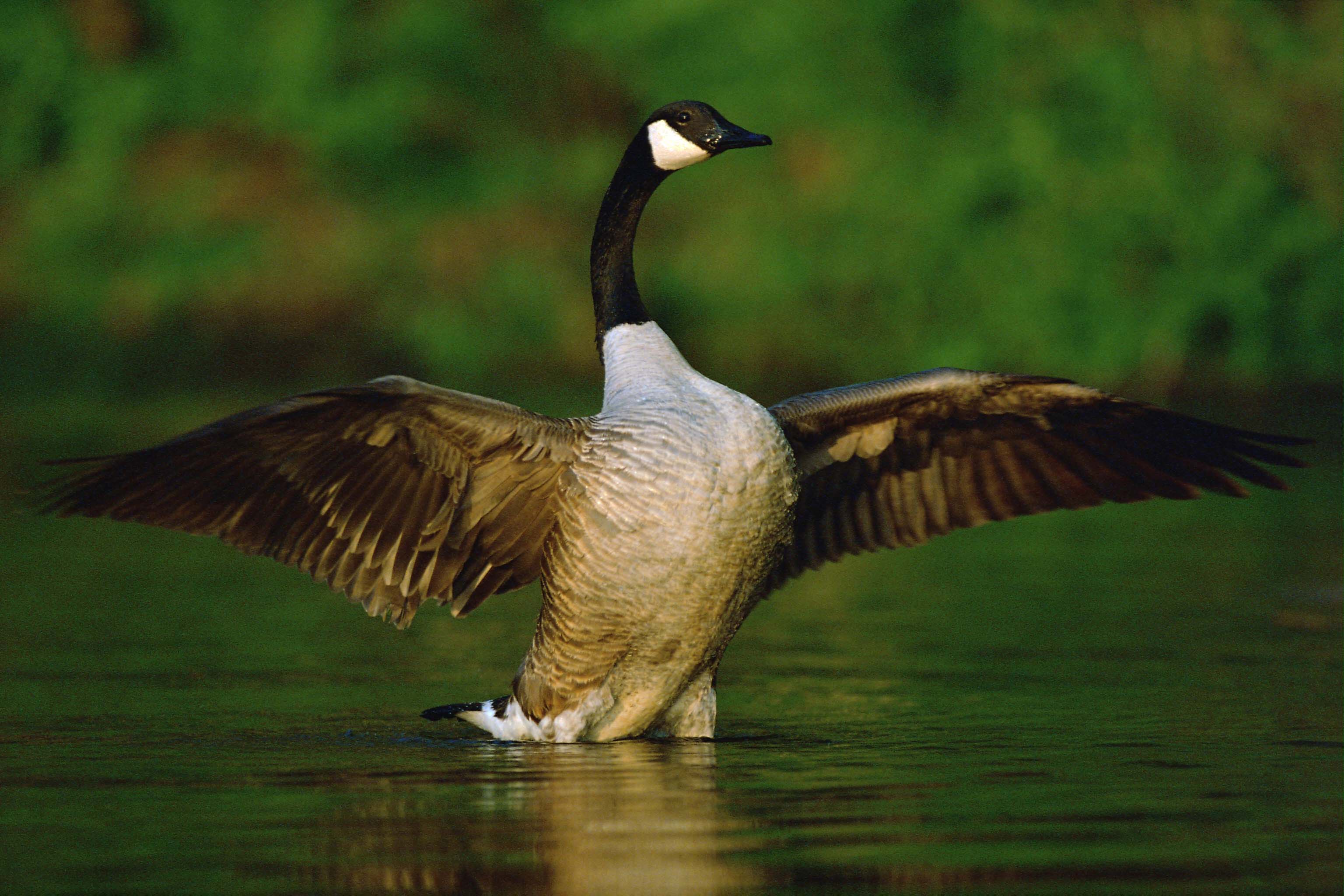 Goose Wallpapers