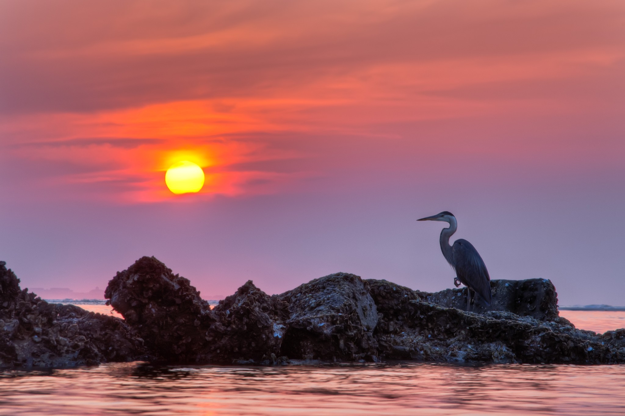 Great Blue Heron Wallpapers