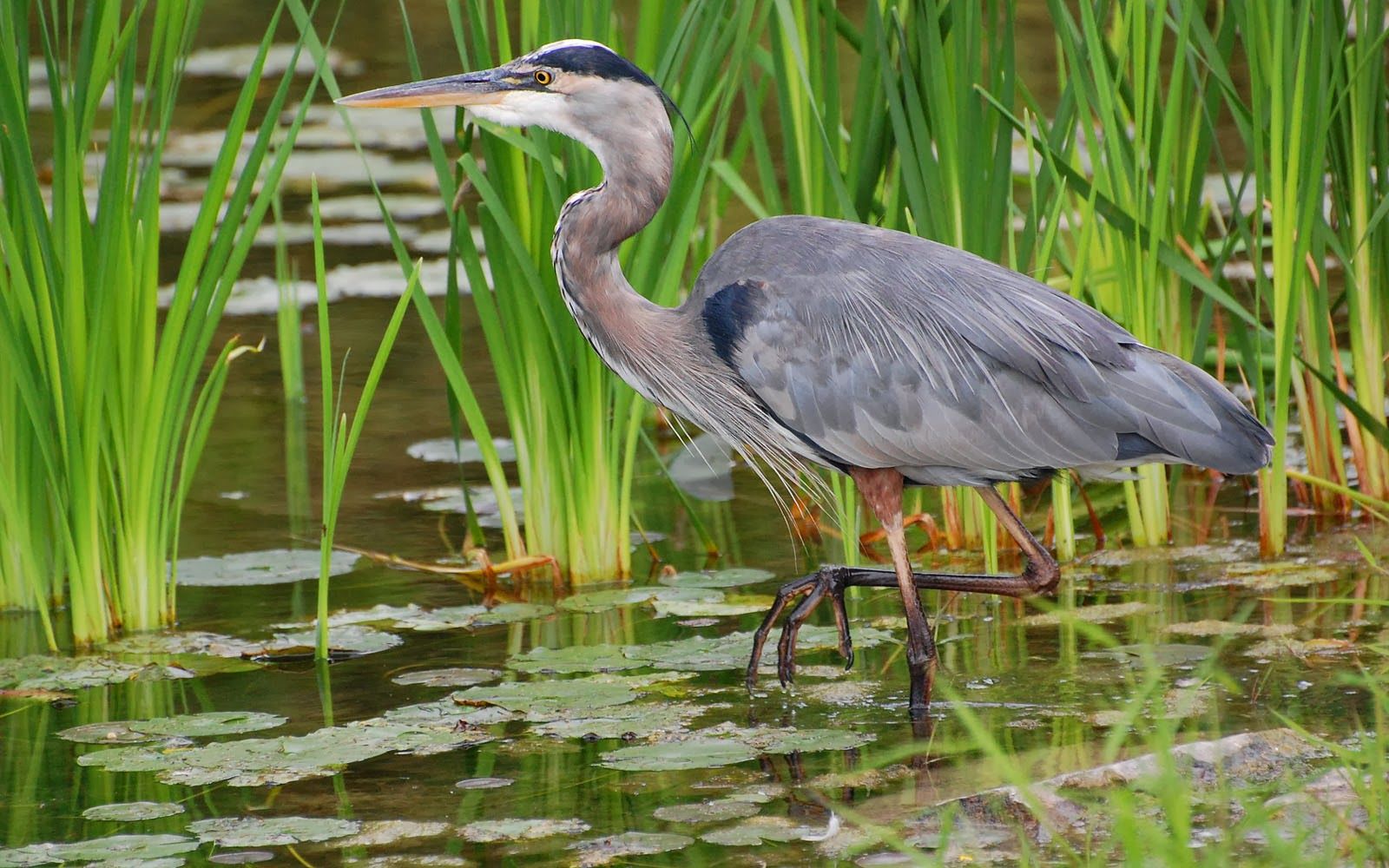 Great Blue Heron Wallpapers