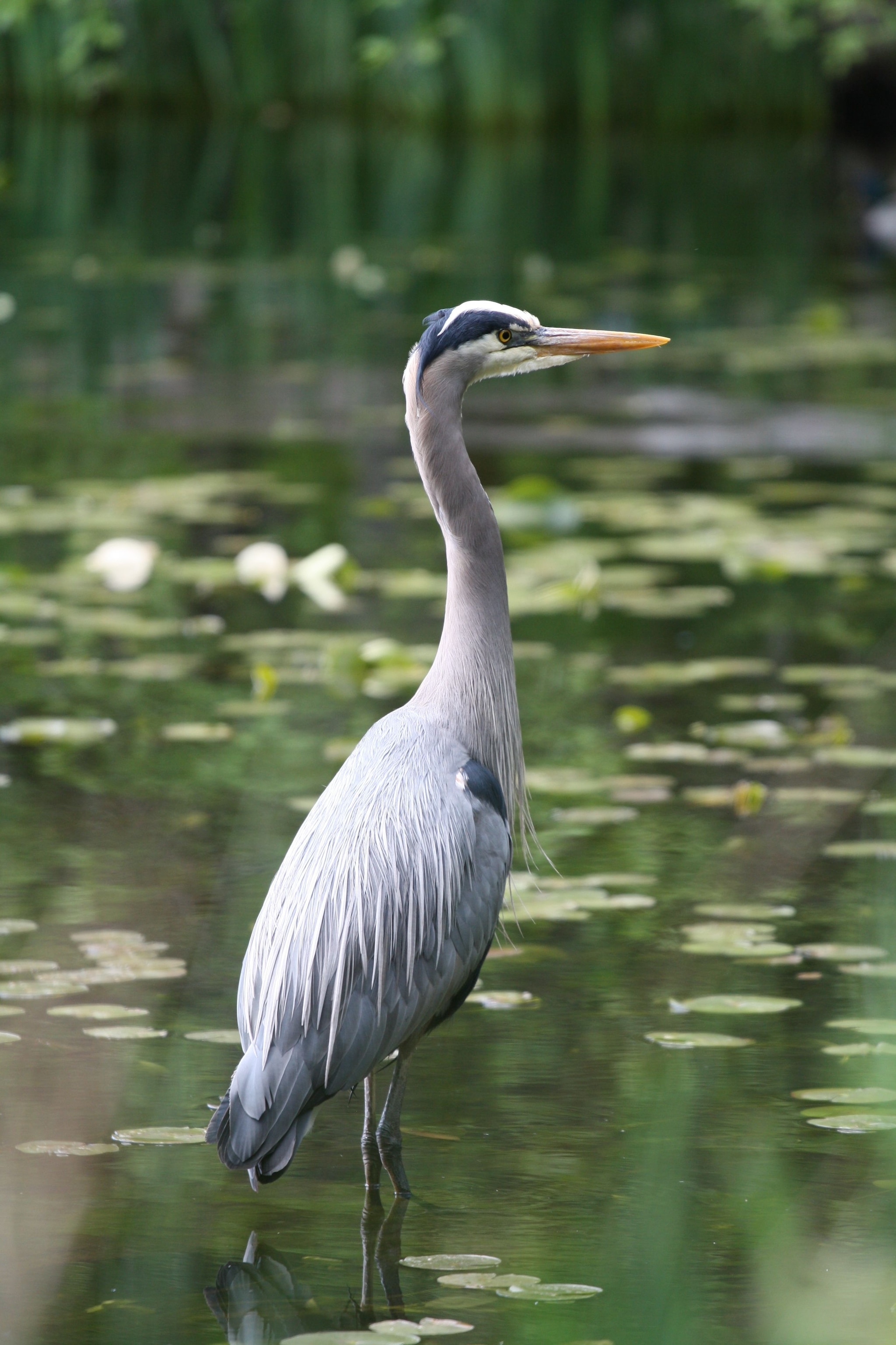 Great Blue Heron Wallpapers