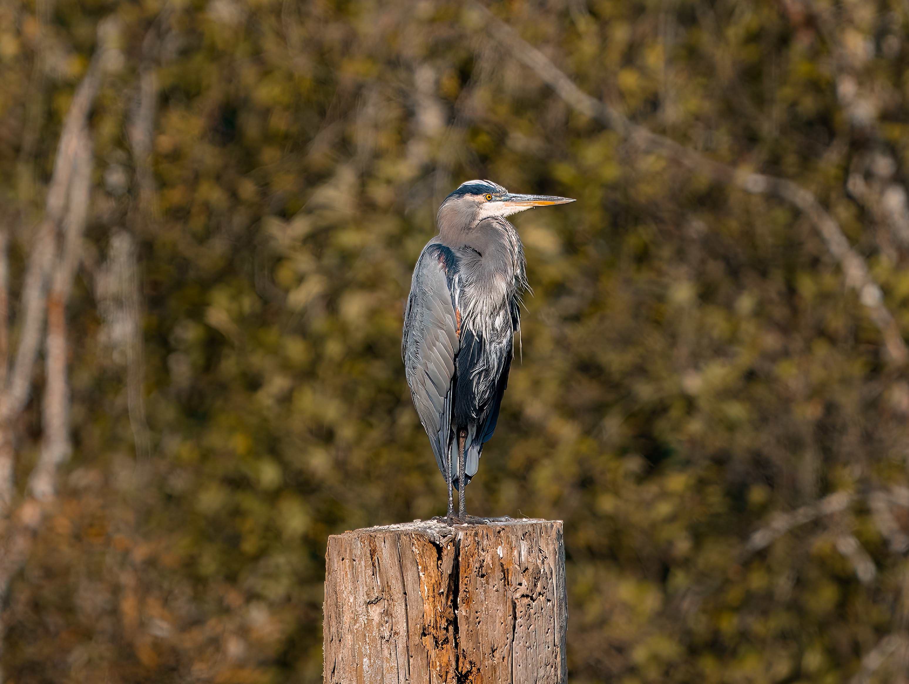 Great Blue Heron Wallpapers