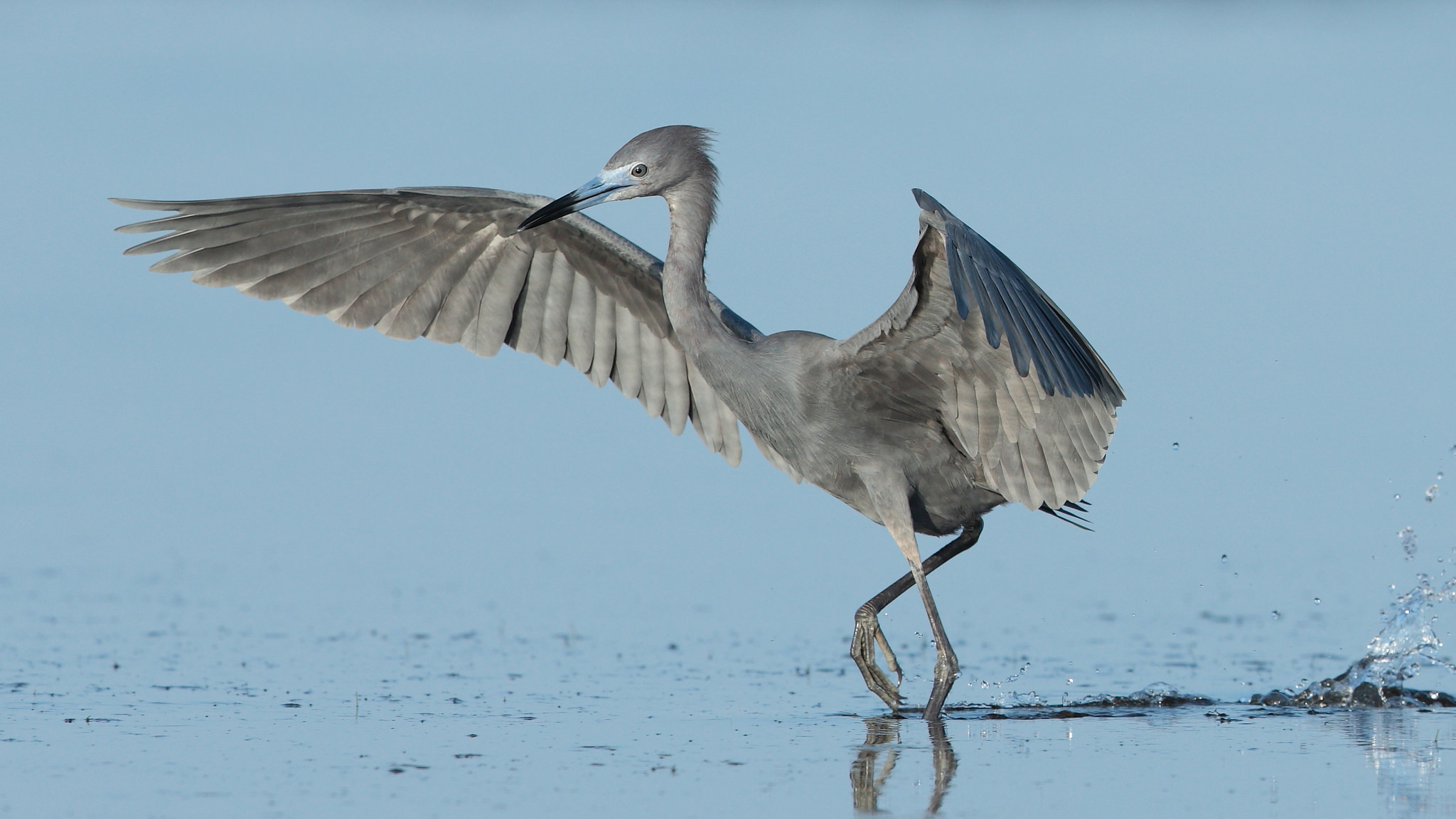 Great Blue Heron Wallpapers