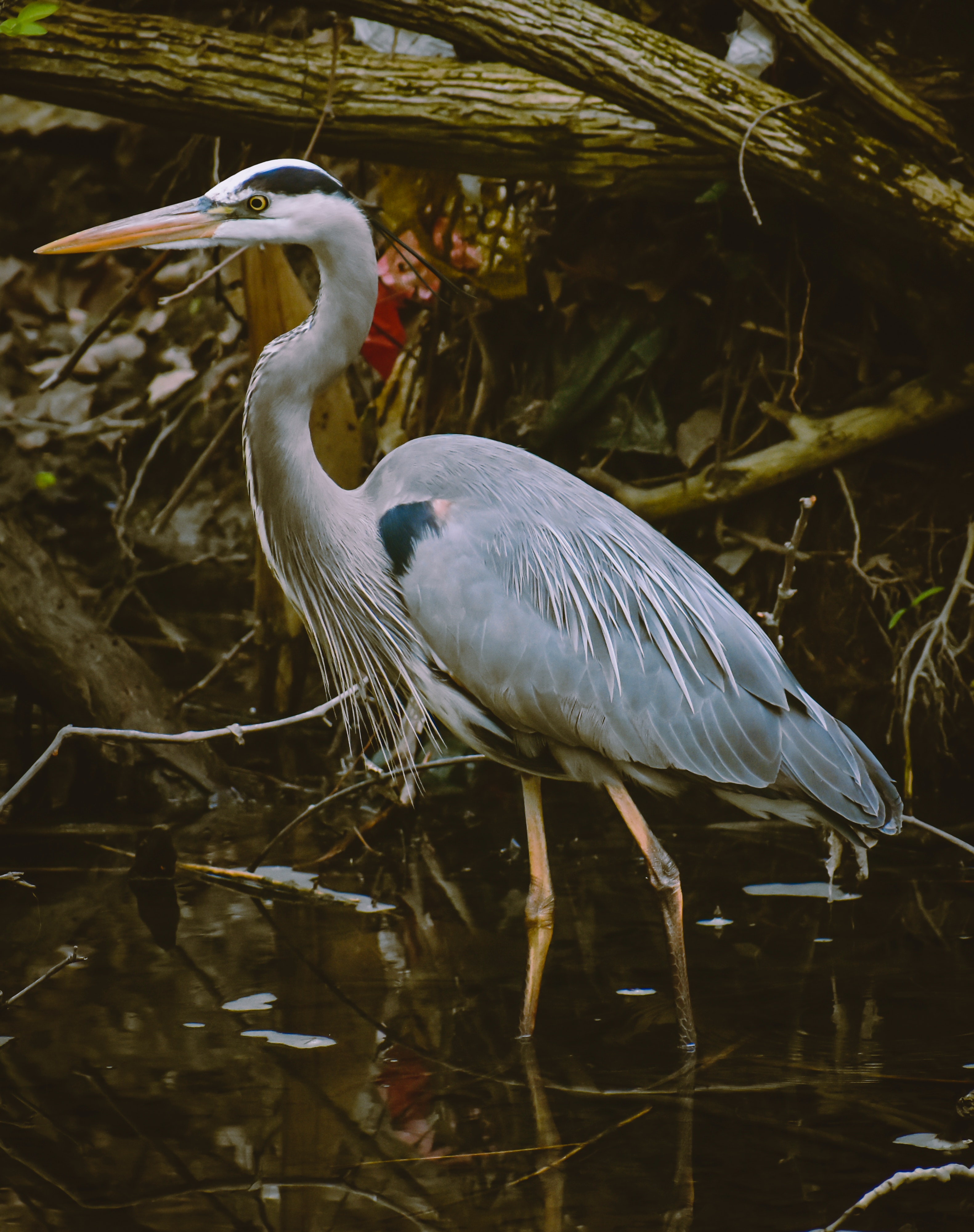 Great Blue Heron Wallpapers