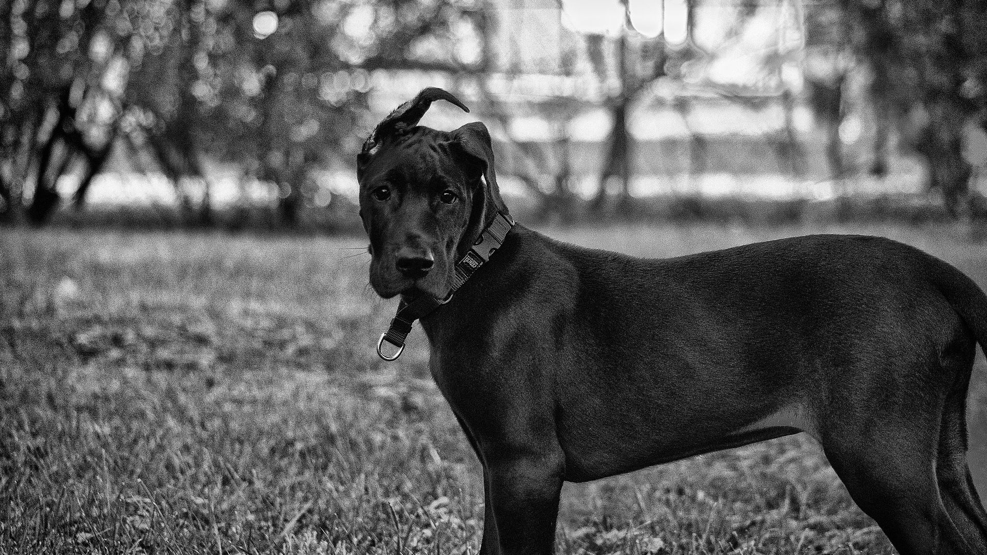 Great Dane Wallpapers