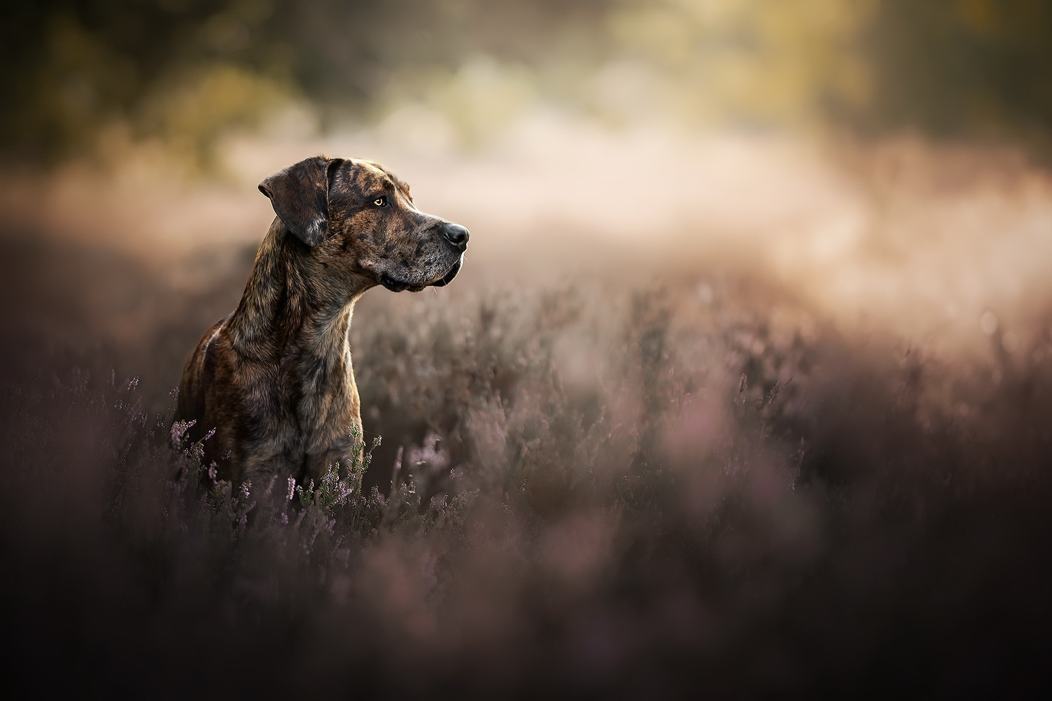 Great Dane Wallpapers