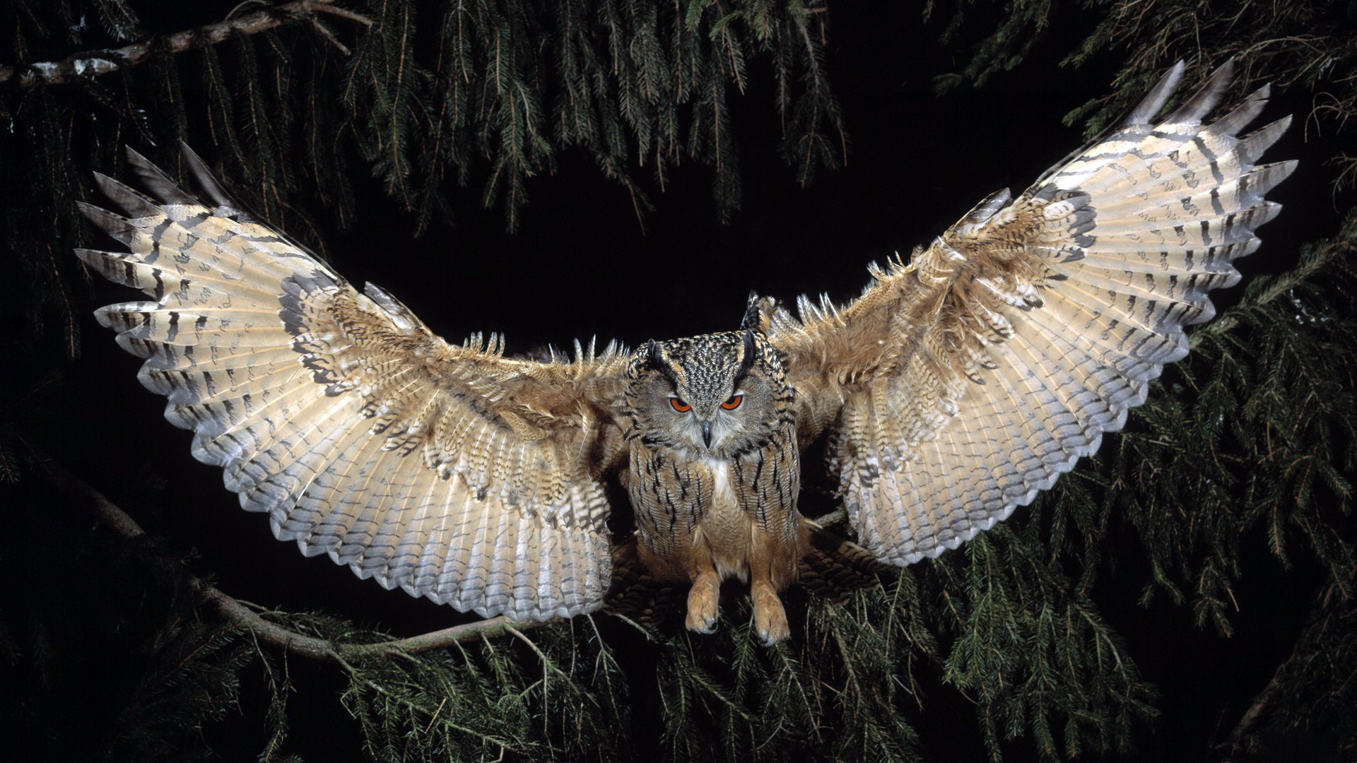 Great Horned Owl Wallpapers