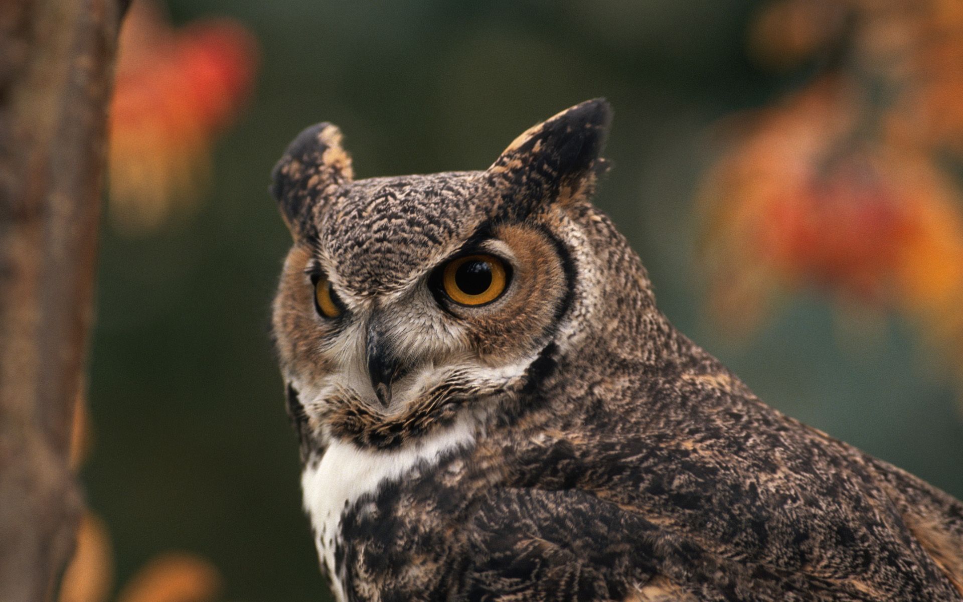 Great Horned Owl Wallpapers