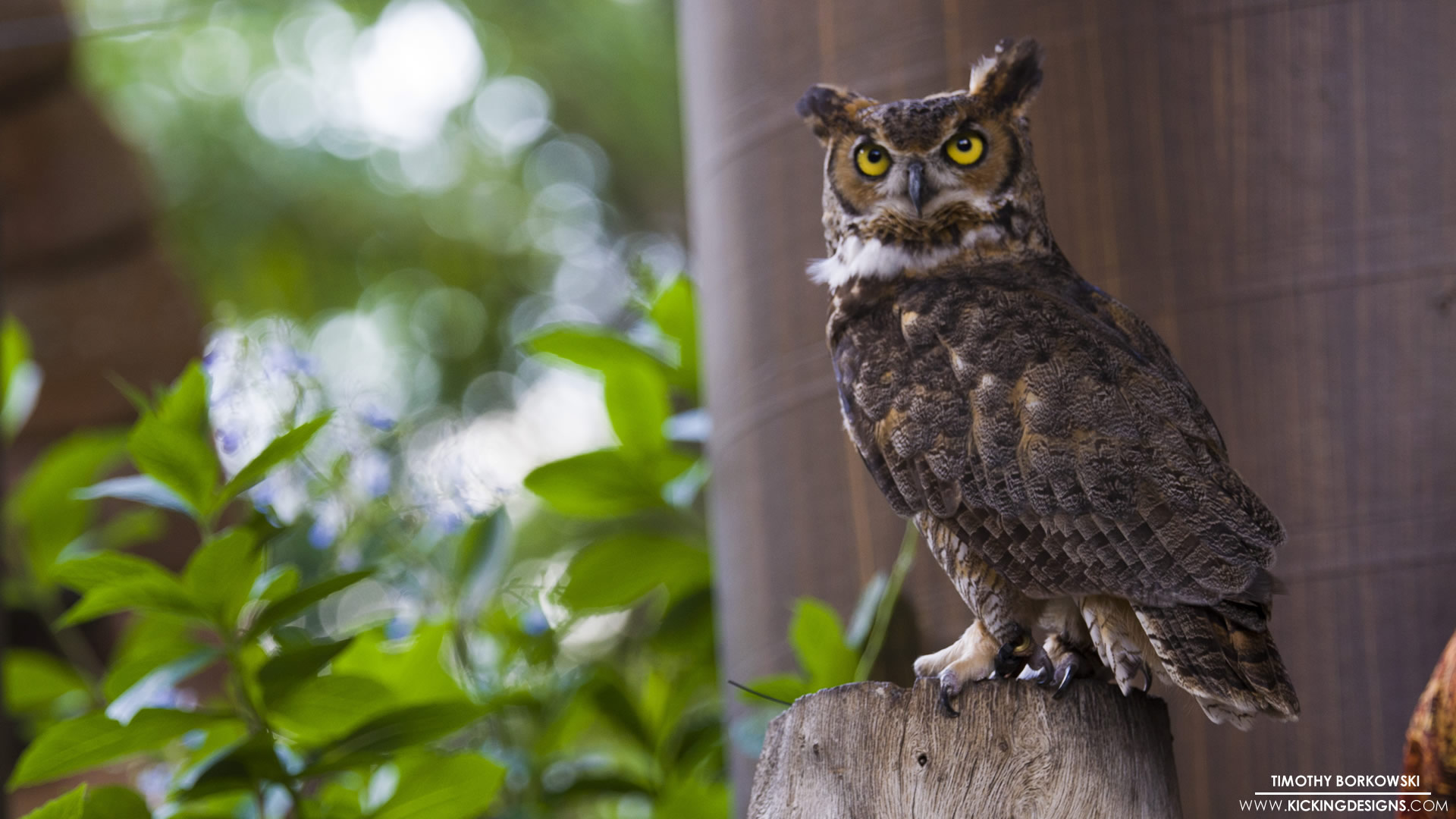 Great Horned Owl Wallpapers