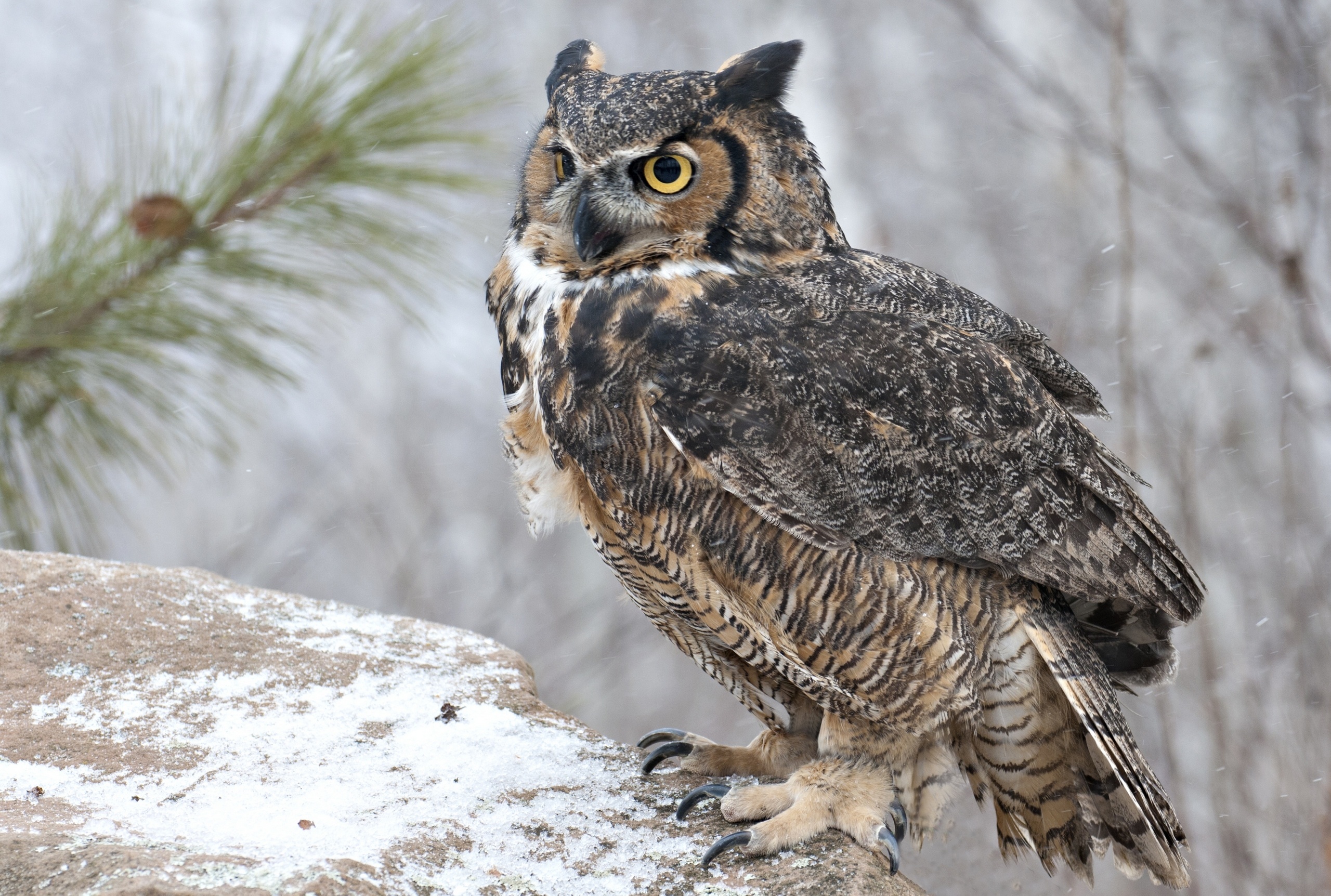 Great Horned Owl Wallpapers