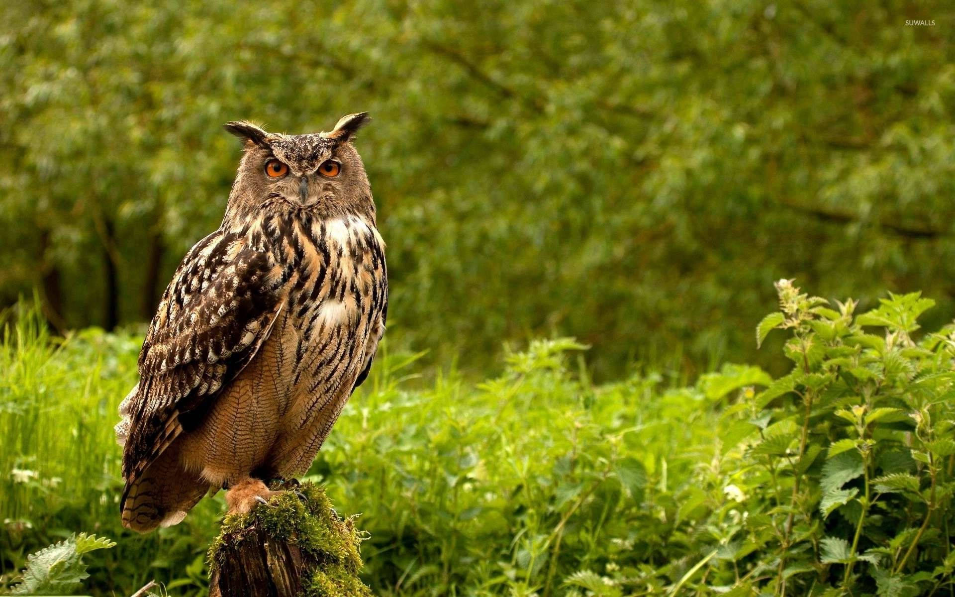 Great Horned Owl Wallpapers