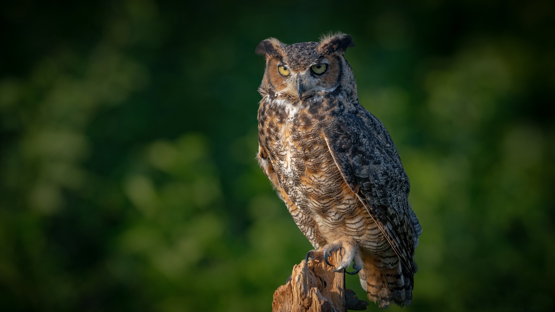 Great Horned Owl Wallpapers