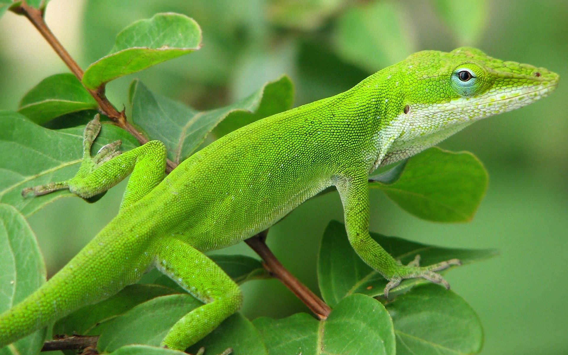 Green Anole Wallpapers