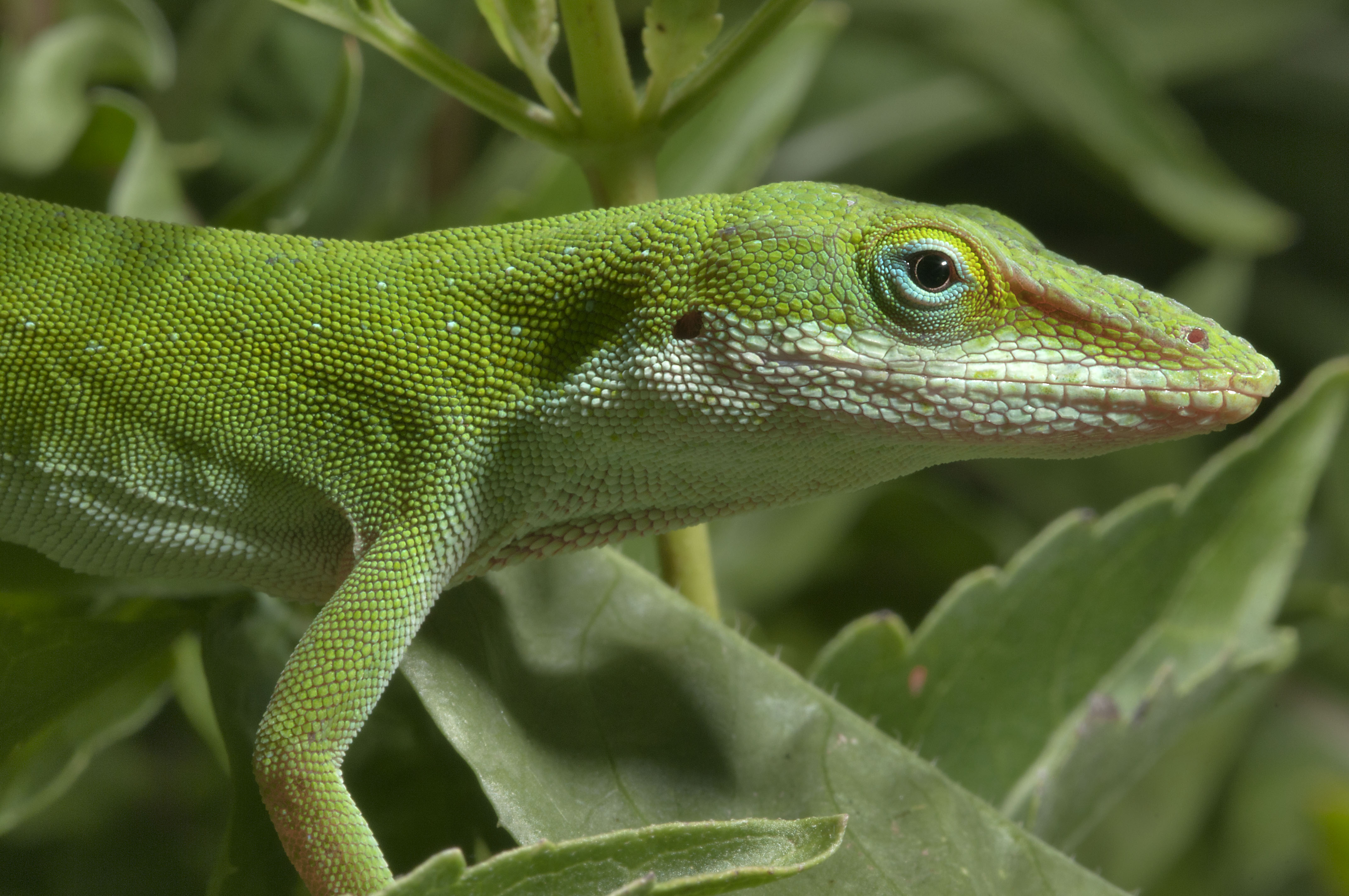 Green Anole Wallpapers