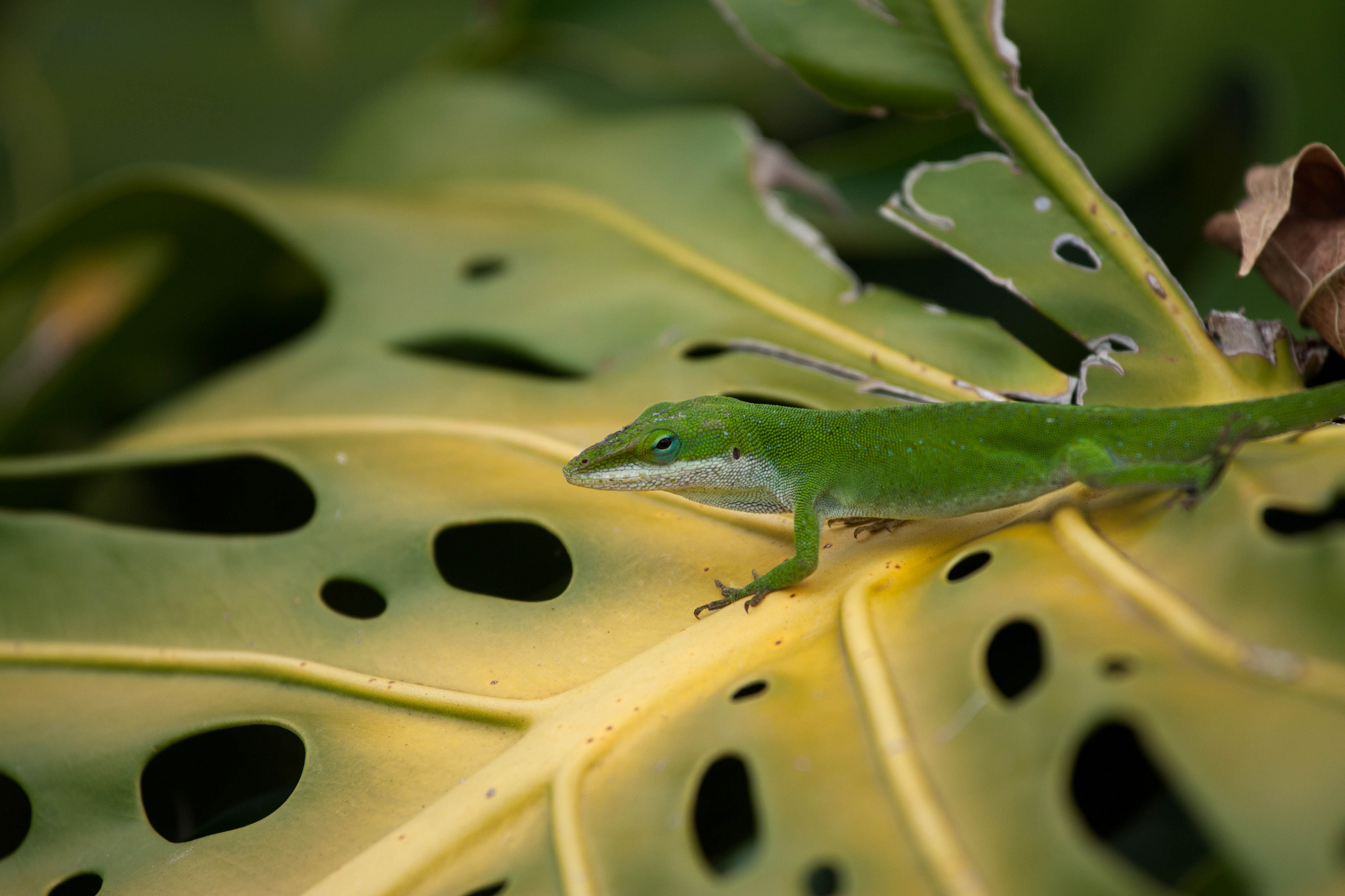 Green Anole Wallpapers